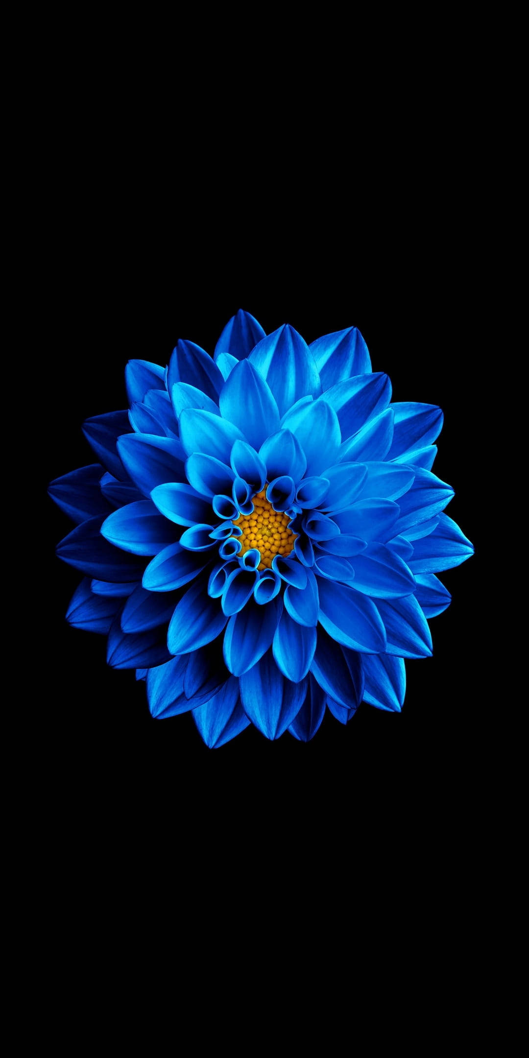 Цъфтяща далия на Samsung Full HD Тапет