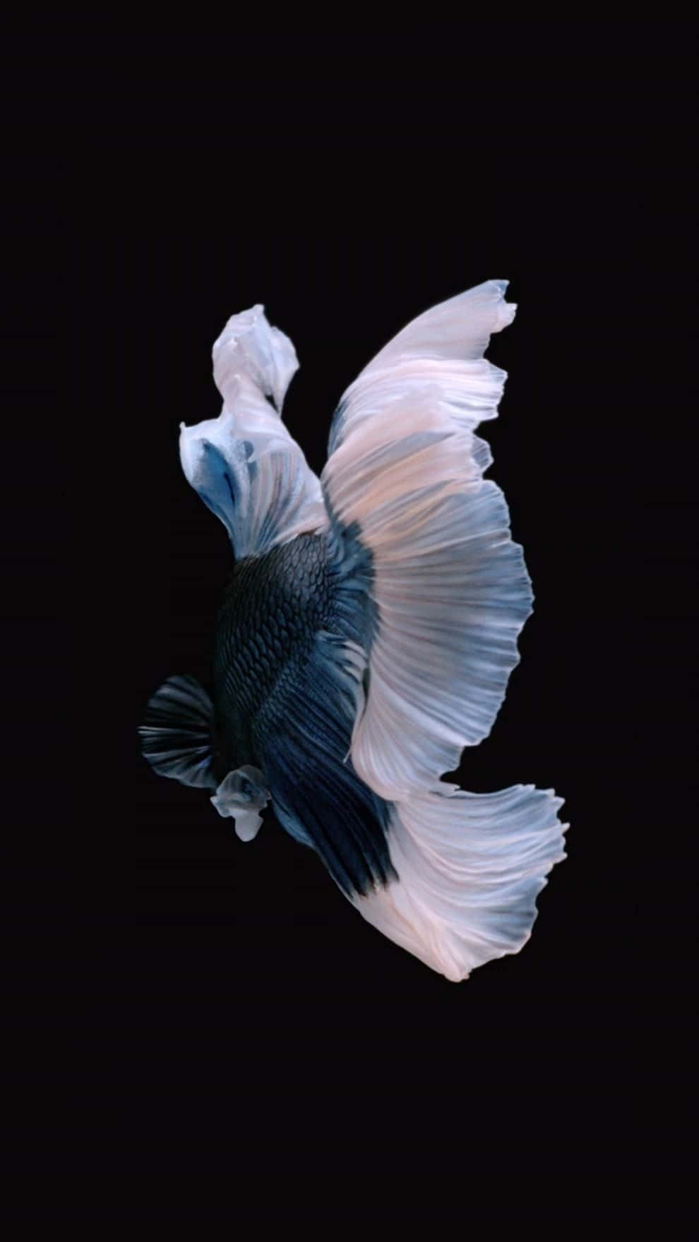 Siamese Fighting Fish iPhone 7 Plus Live Тапет