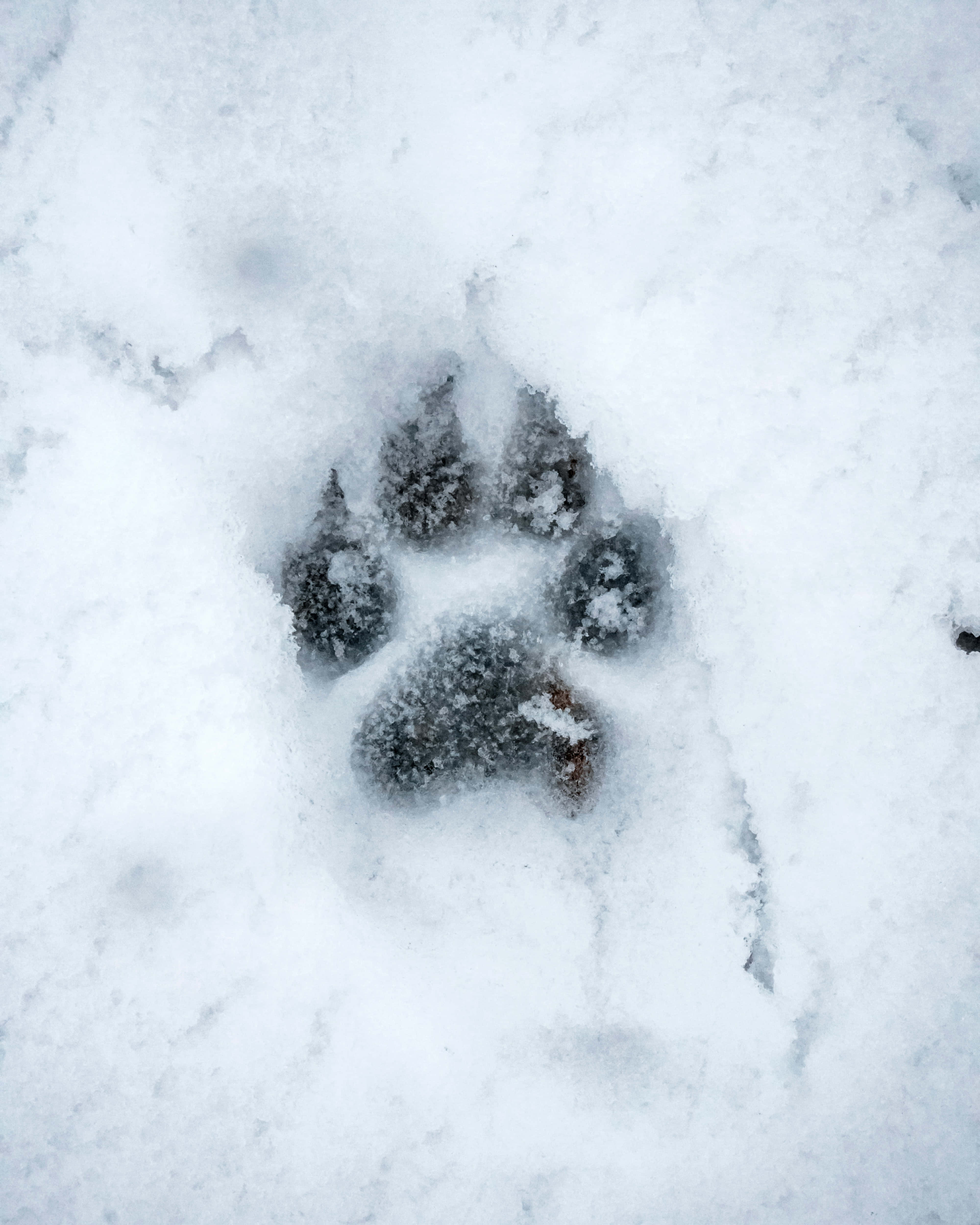 Насладете се на спокойния снежен пейзаж със Snow Aesthetic Тапет