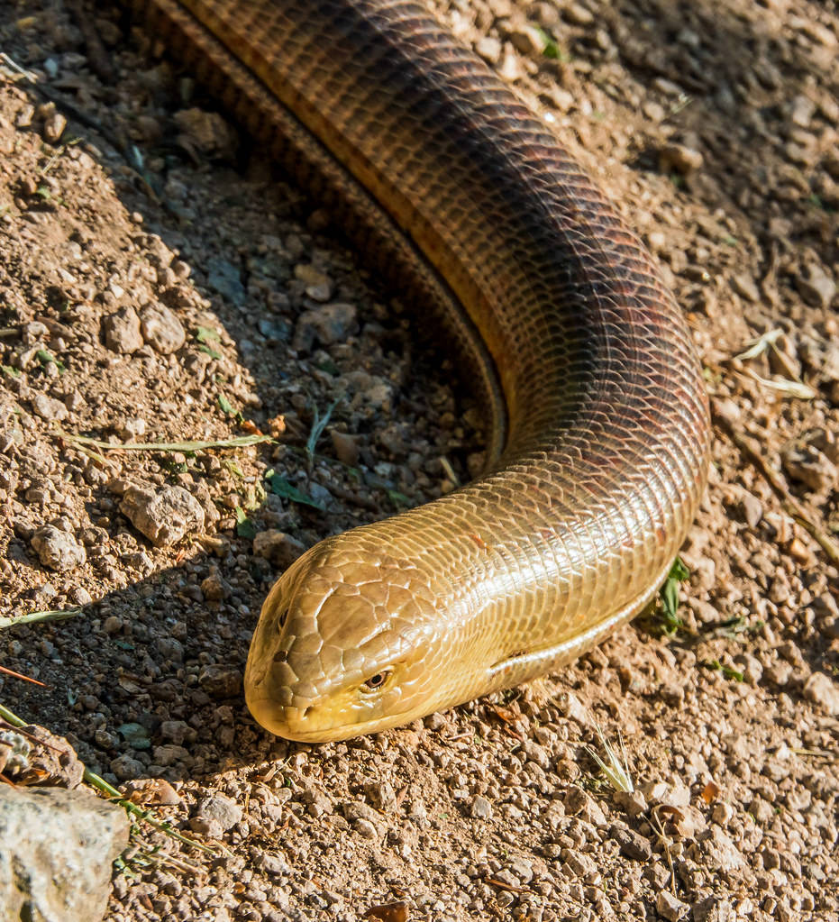 Spectacular Male Glass Lizard on Dry Soil Тапет