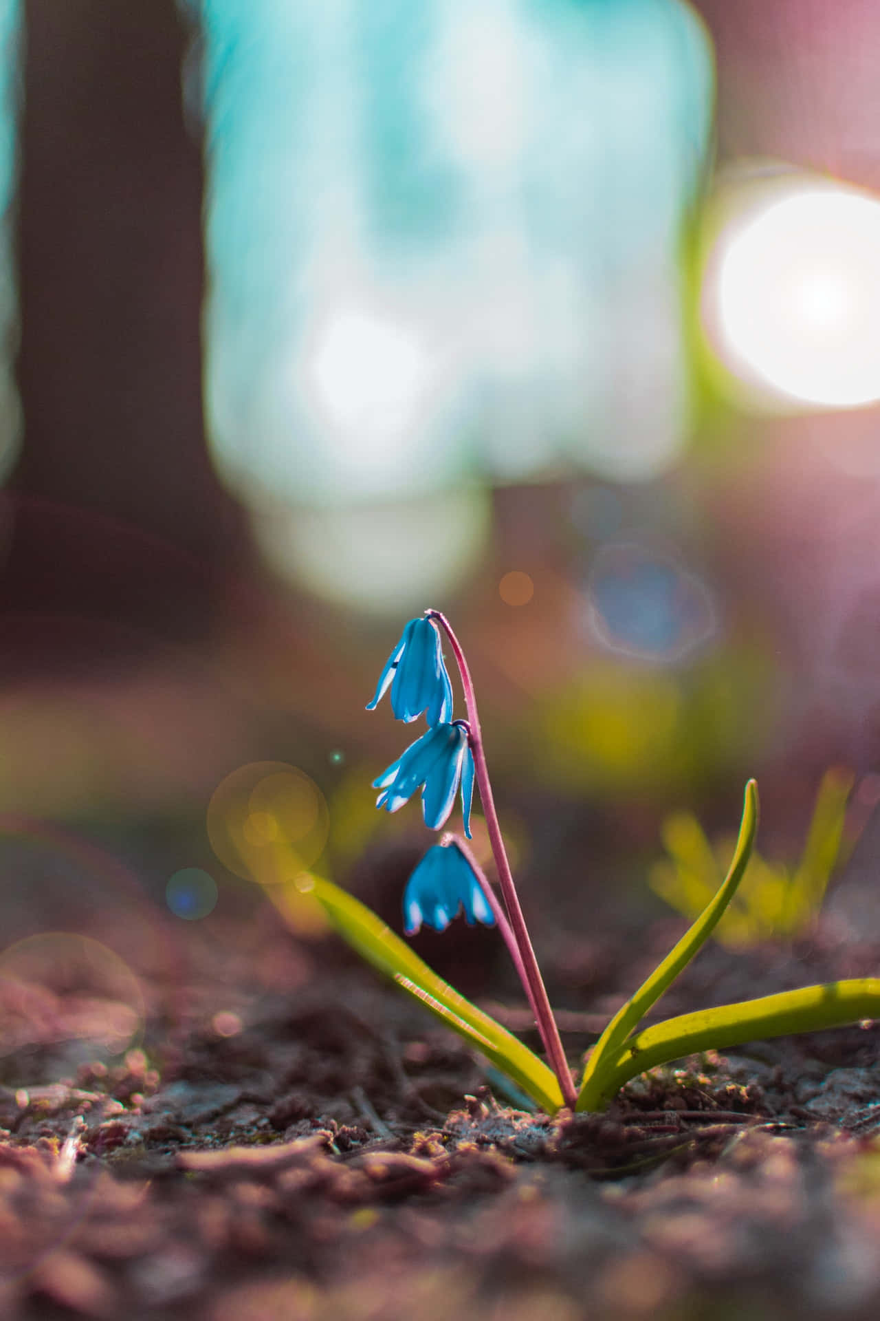 Squill Blue Flowers Phone Тапет