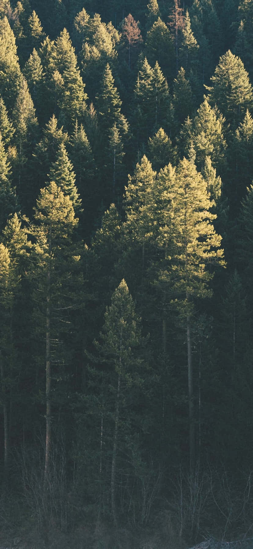 „Мирно разходкайте се през природата с Trees iPhone“ Тапет