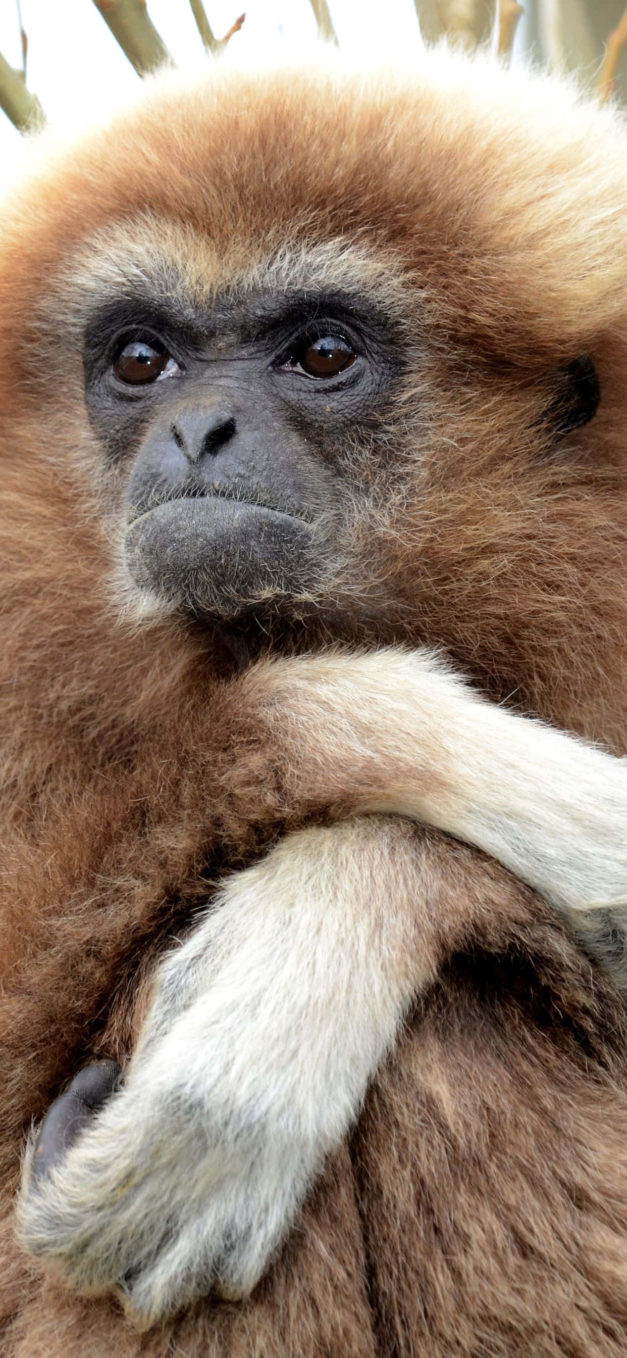 Близък изглед на впечатляюще iPhone XS Max Gibbon Тапет