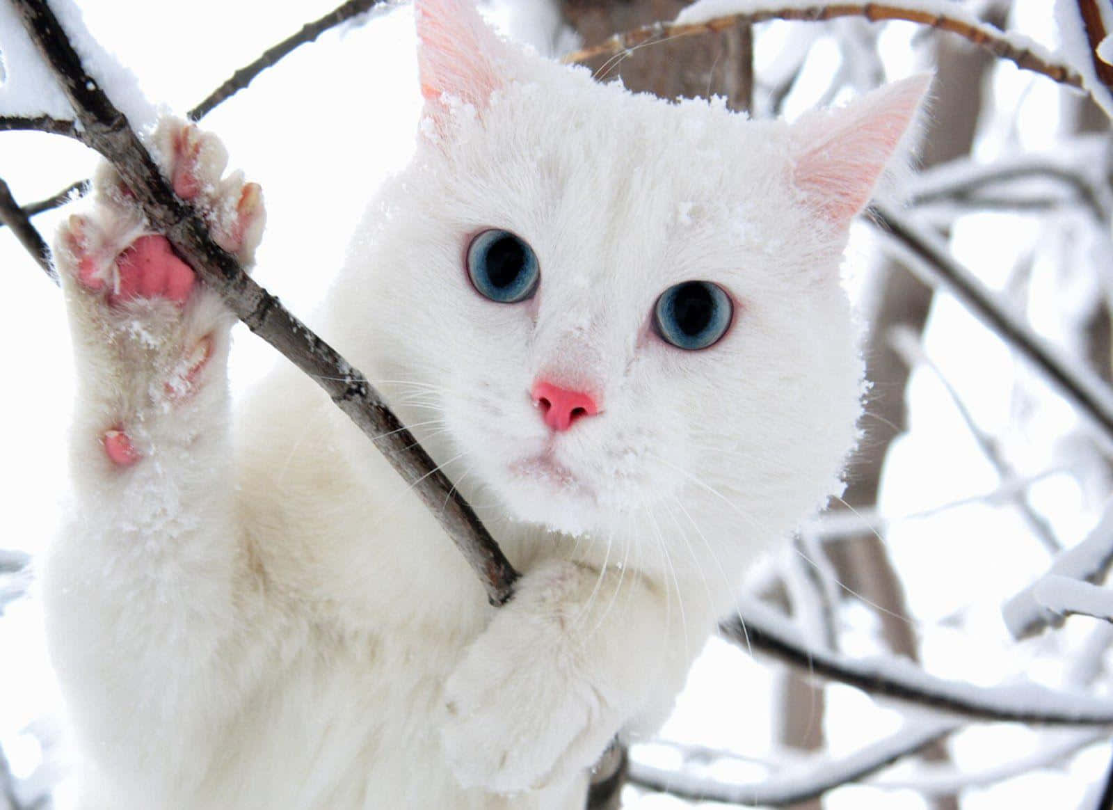 Бяла котка със сини очи Тапет