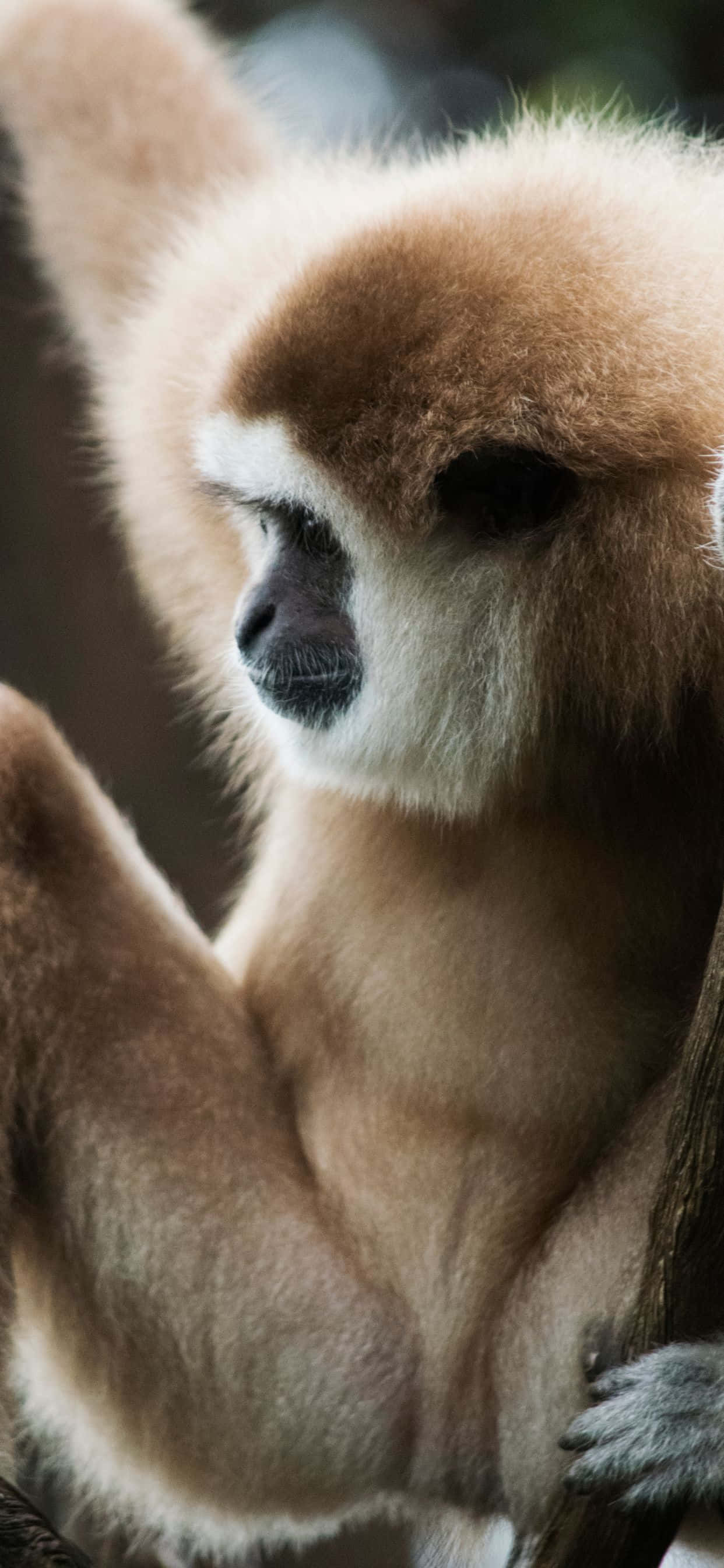Вдъхновете се от iPhone Xs Max Gibbon Тапет