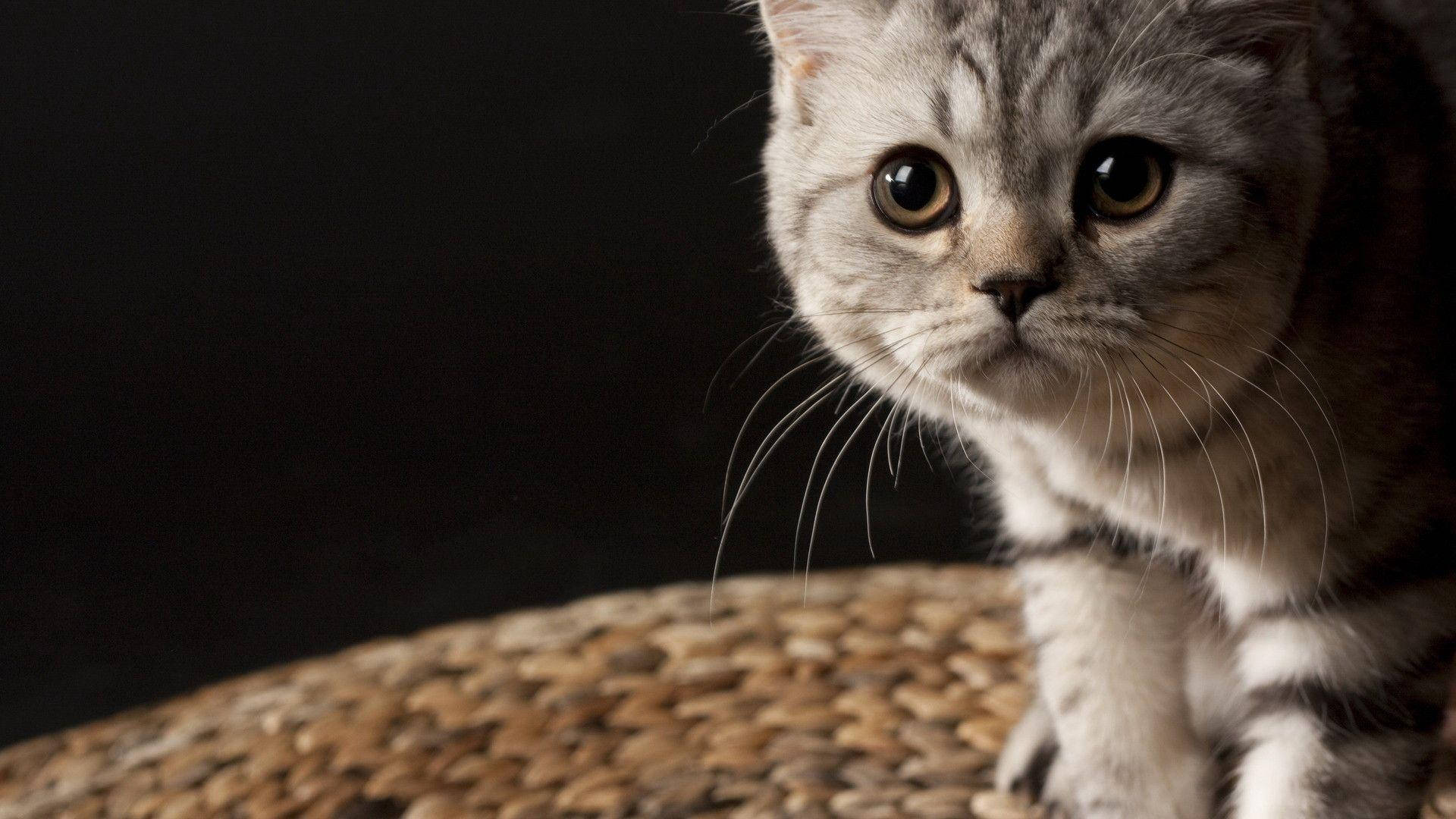 Величествена котешка красота Тапет