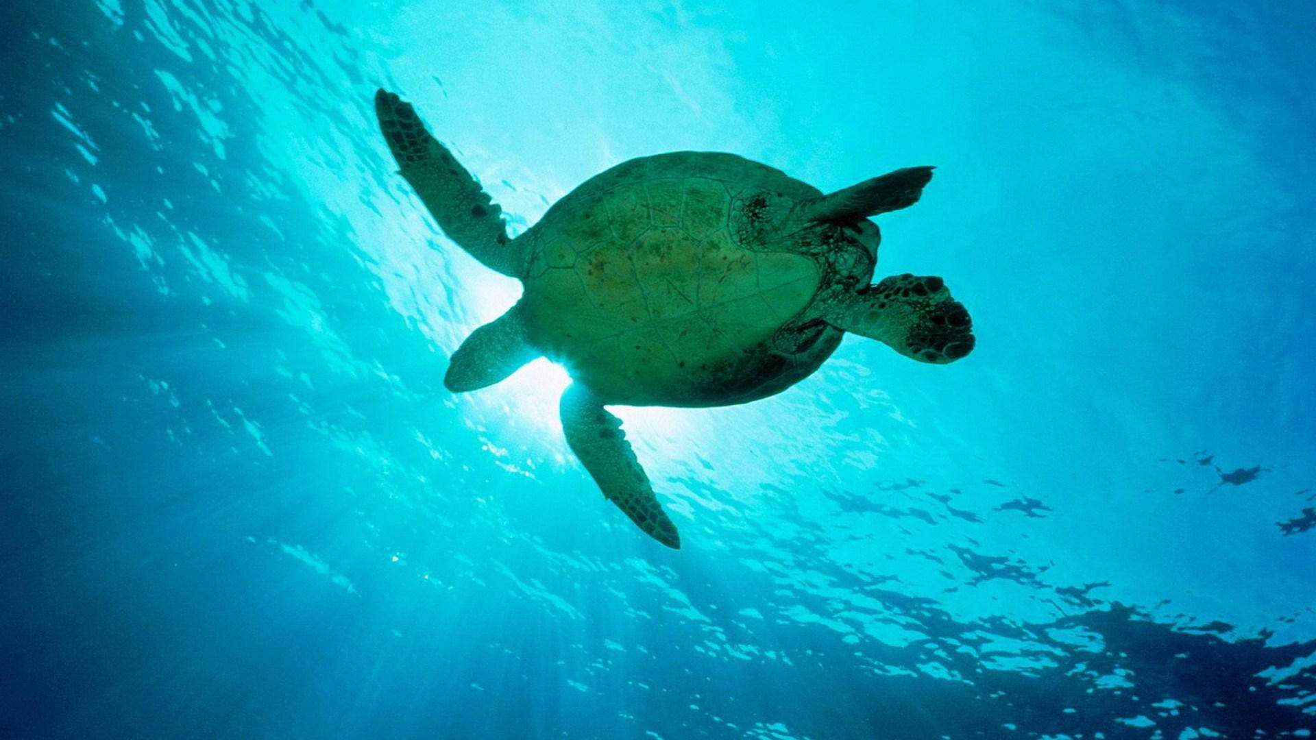 Величественна морска костенурка, плъзгаща в дълбокия син океан Тапет