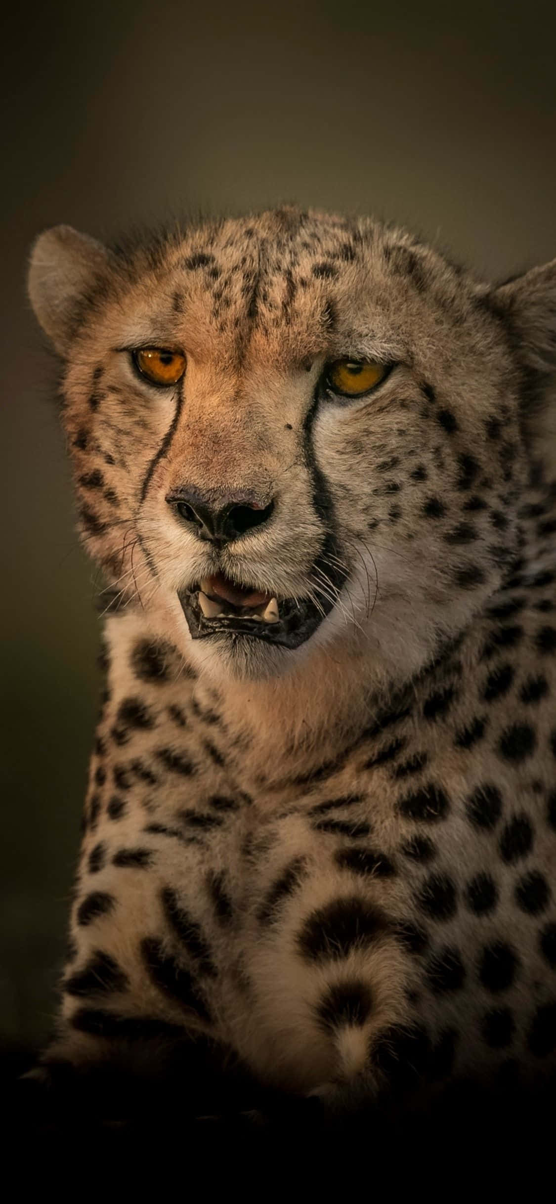 Добавете класа с Cheetah iPhone Тапет