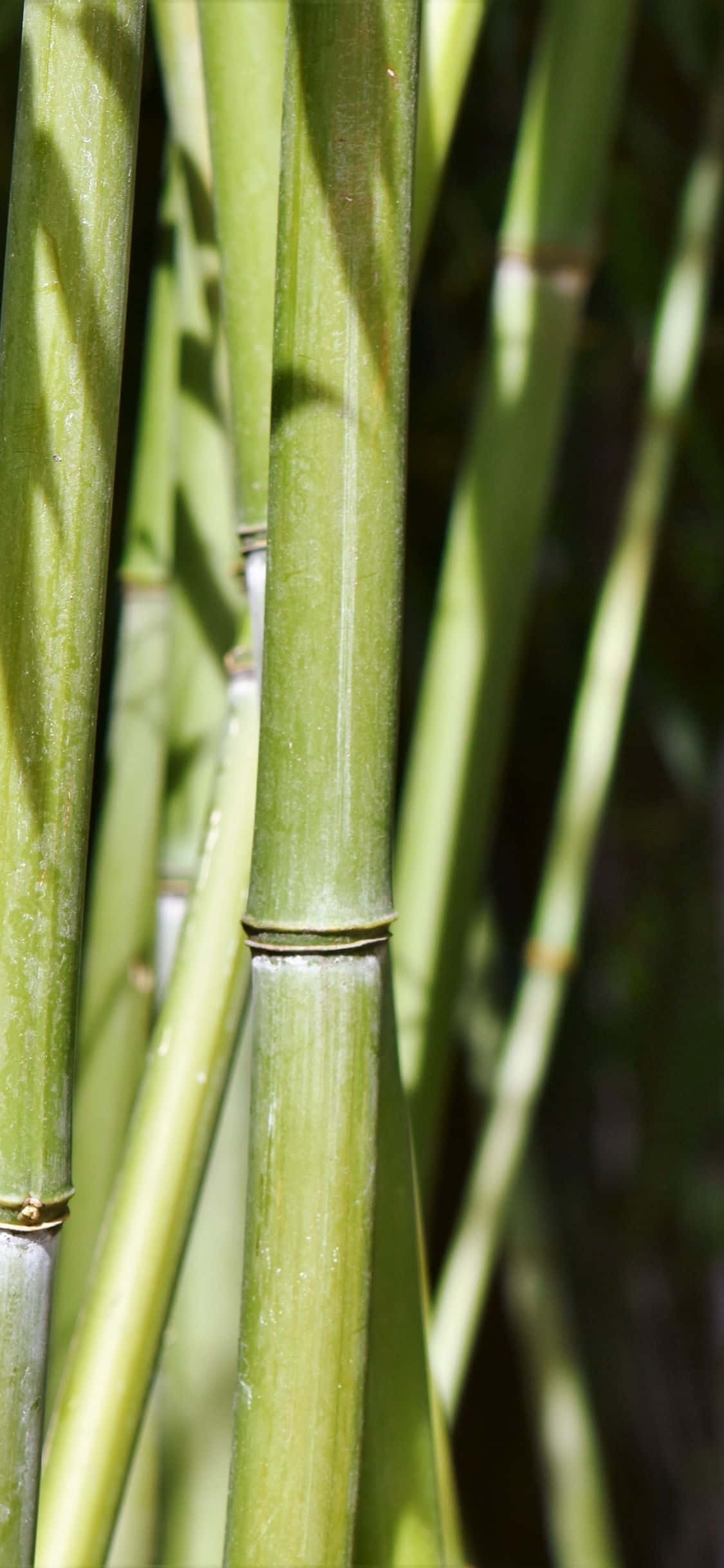 Внесете природа в дома си със Green Bamboo Тапет