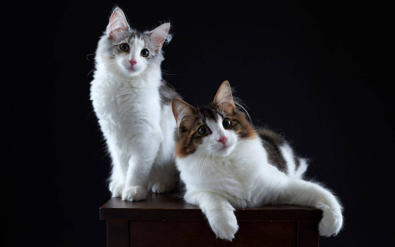 Двойка котки на масата гледат фотографа. Сладки космати животински приятели.