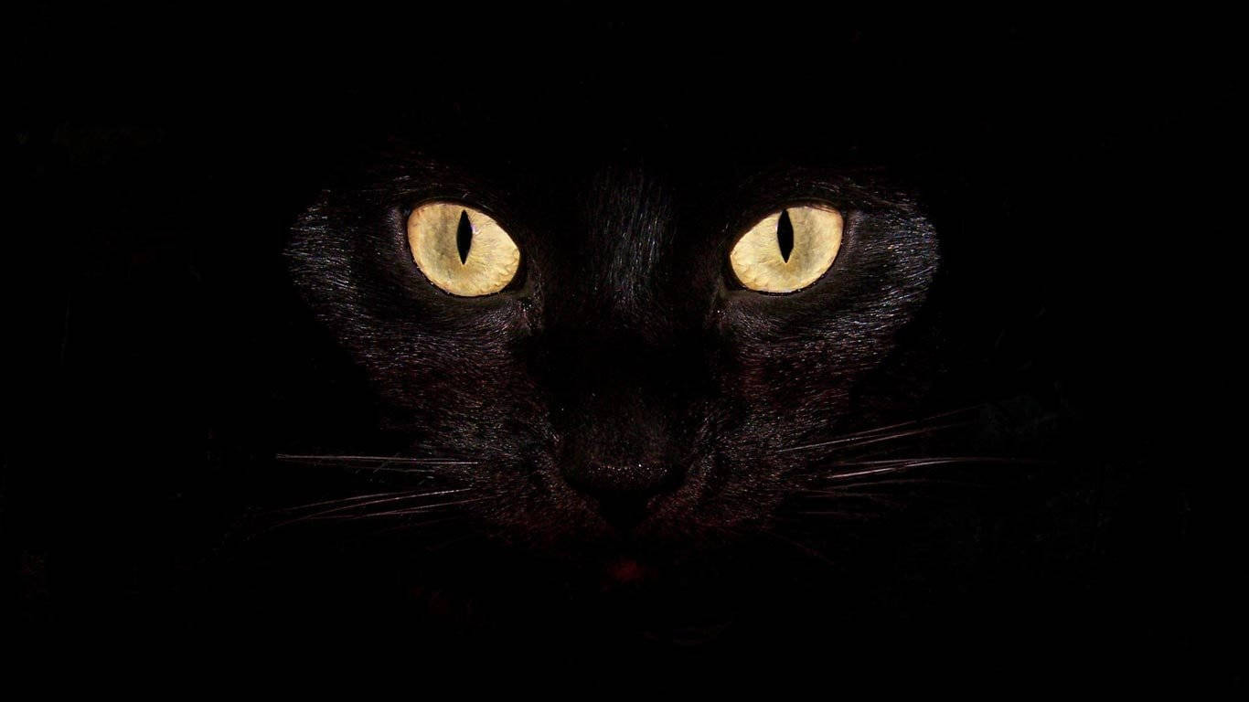 Готична черна котка Тапет