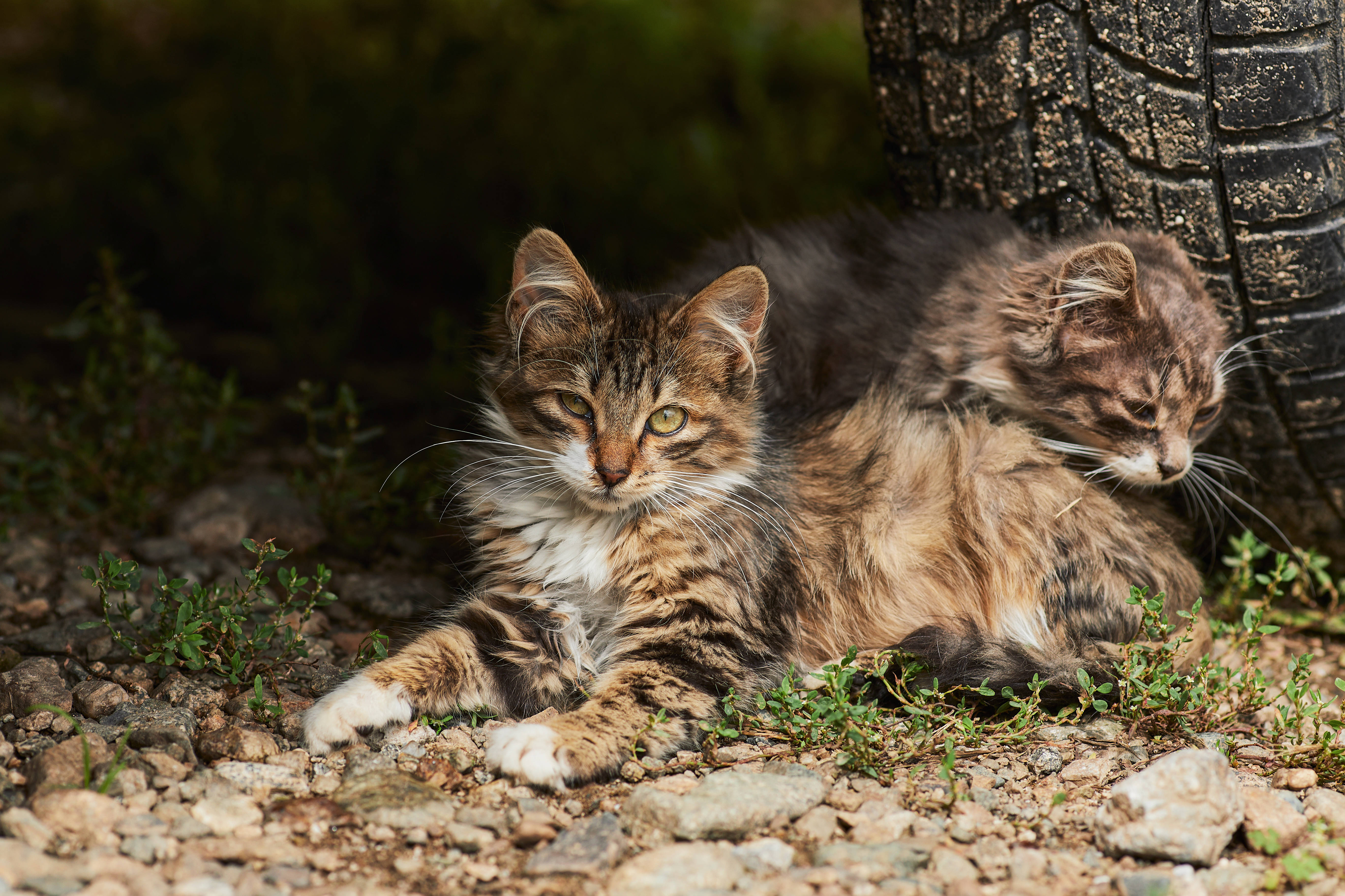 Две естетични котки в гума Тапет