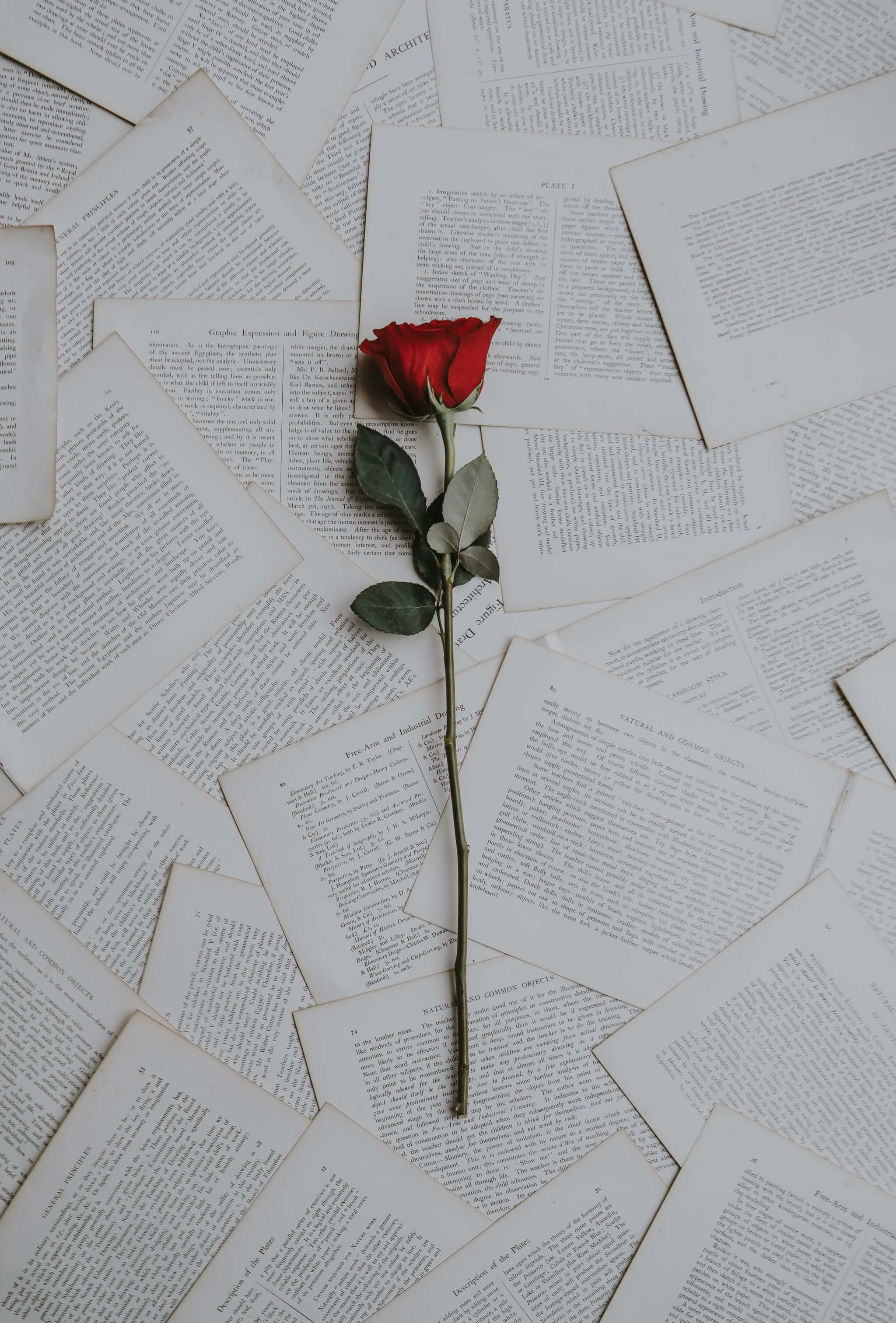една червена роза на купчина от книги Тапет