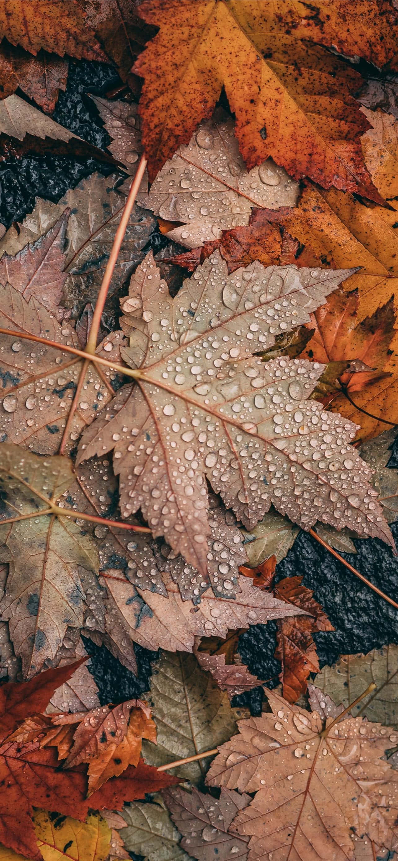 iPhone есенна естетика сив кленов лист Тапет