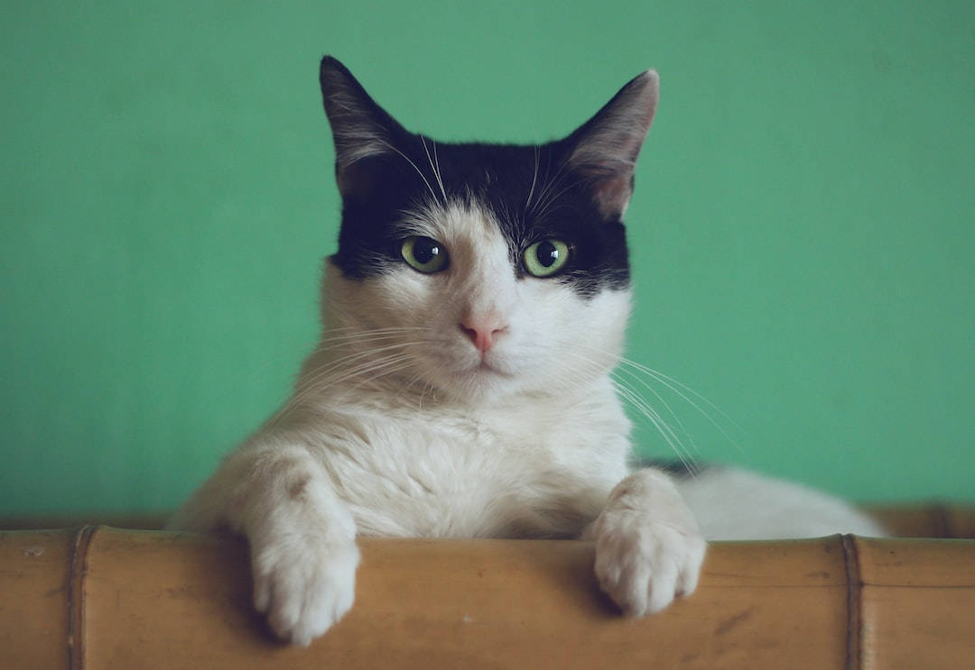 Естетична котка в бамбук Тапет