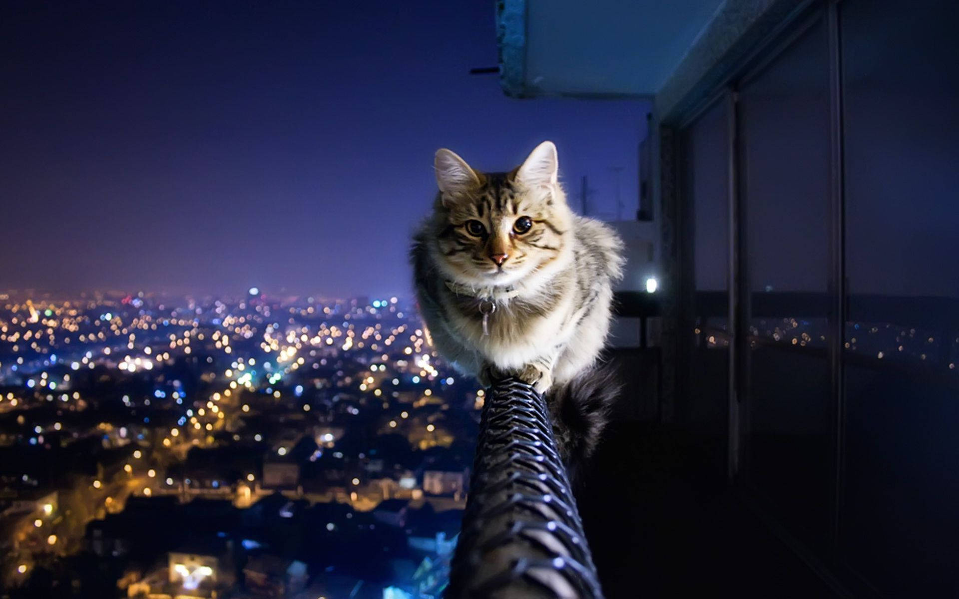 Естетична котка на балкон Тапет