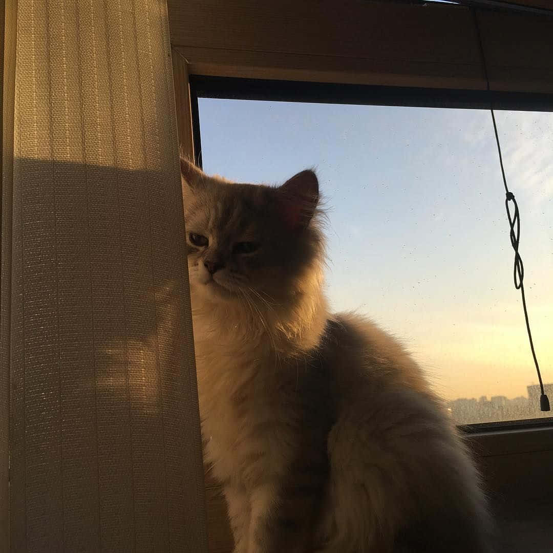 Естетична котка, готова да мърка Тапет