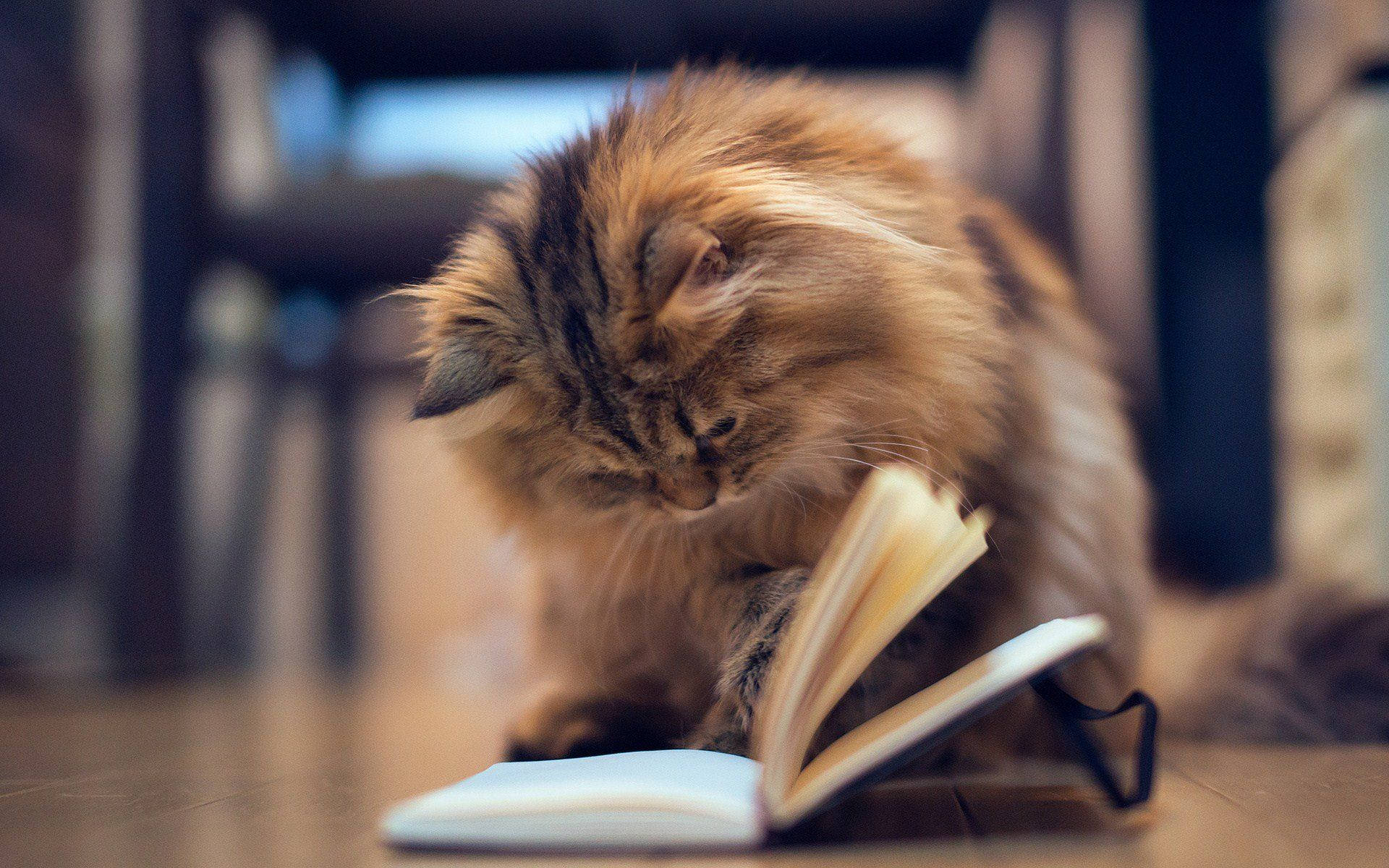 Естетична котка с книга Тапет