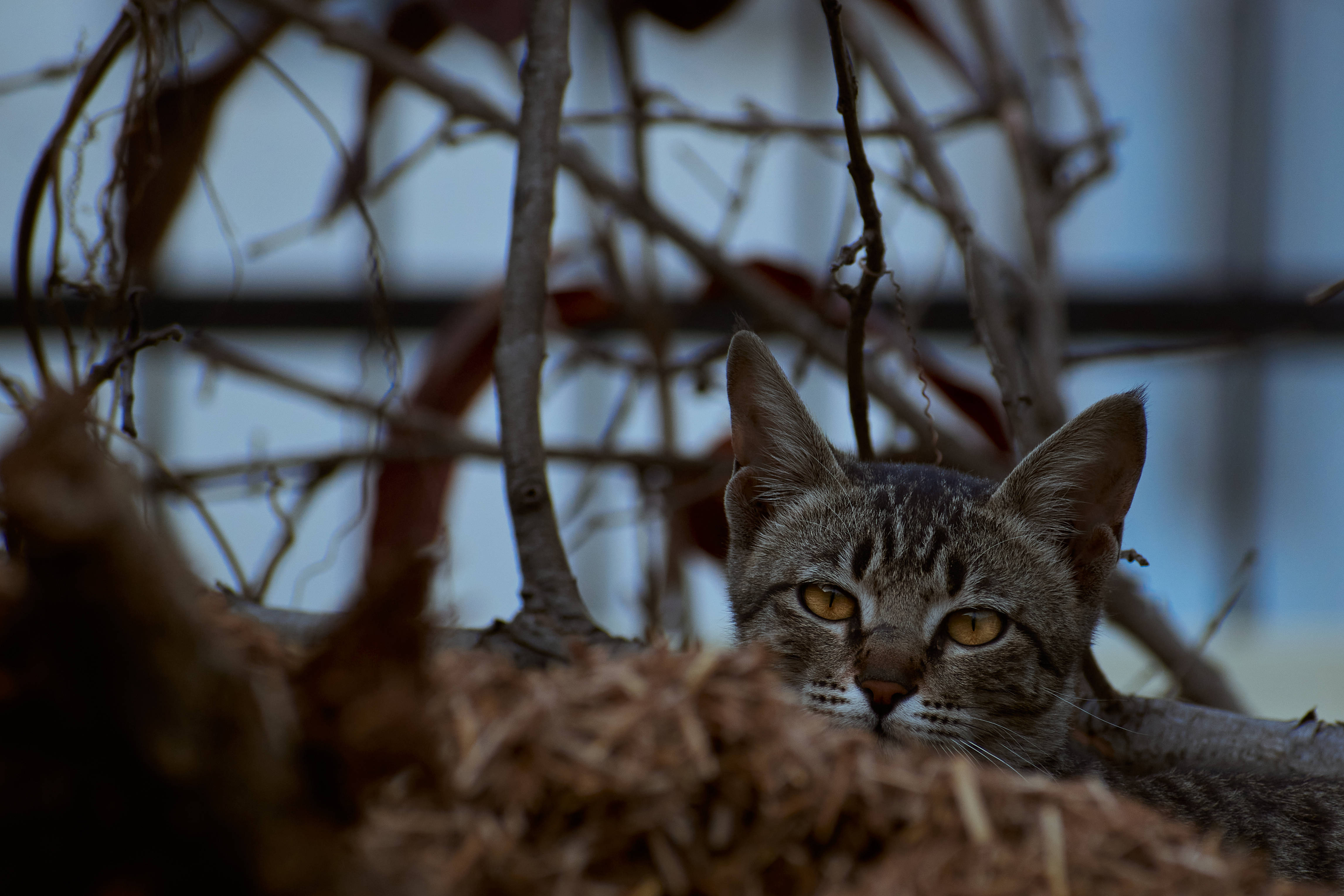 Естетична котка в суха трева Тапет