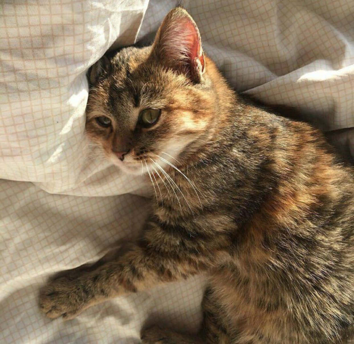 Естетична котка мечтателно гледа в далечината Тапет