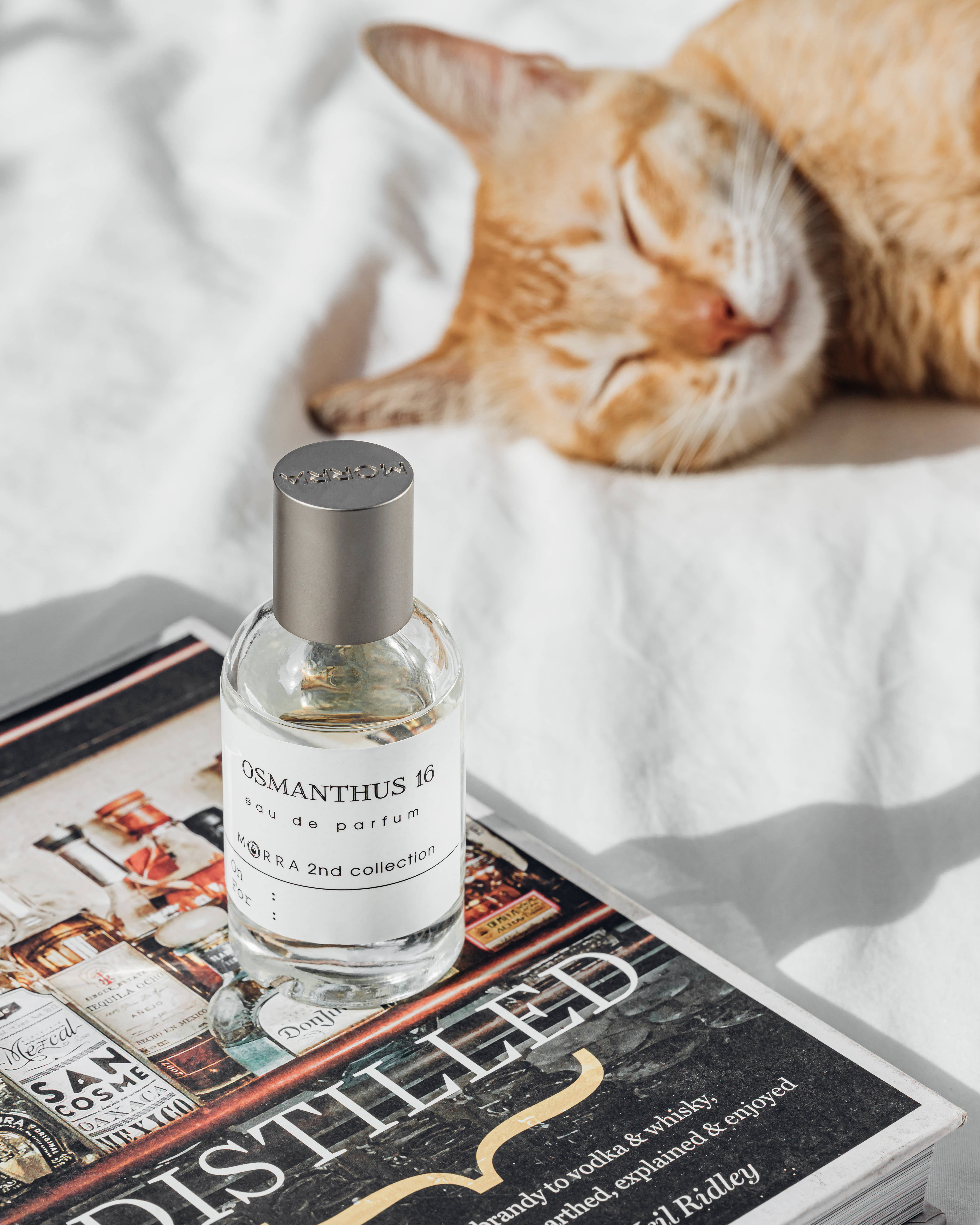 Естетична котка с книга Тапет