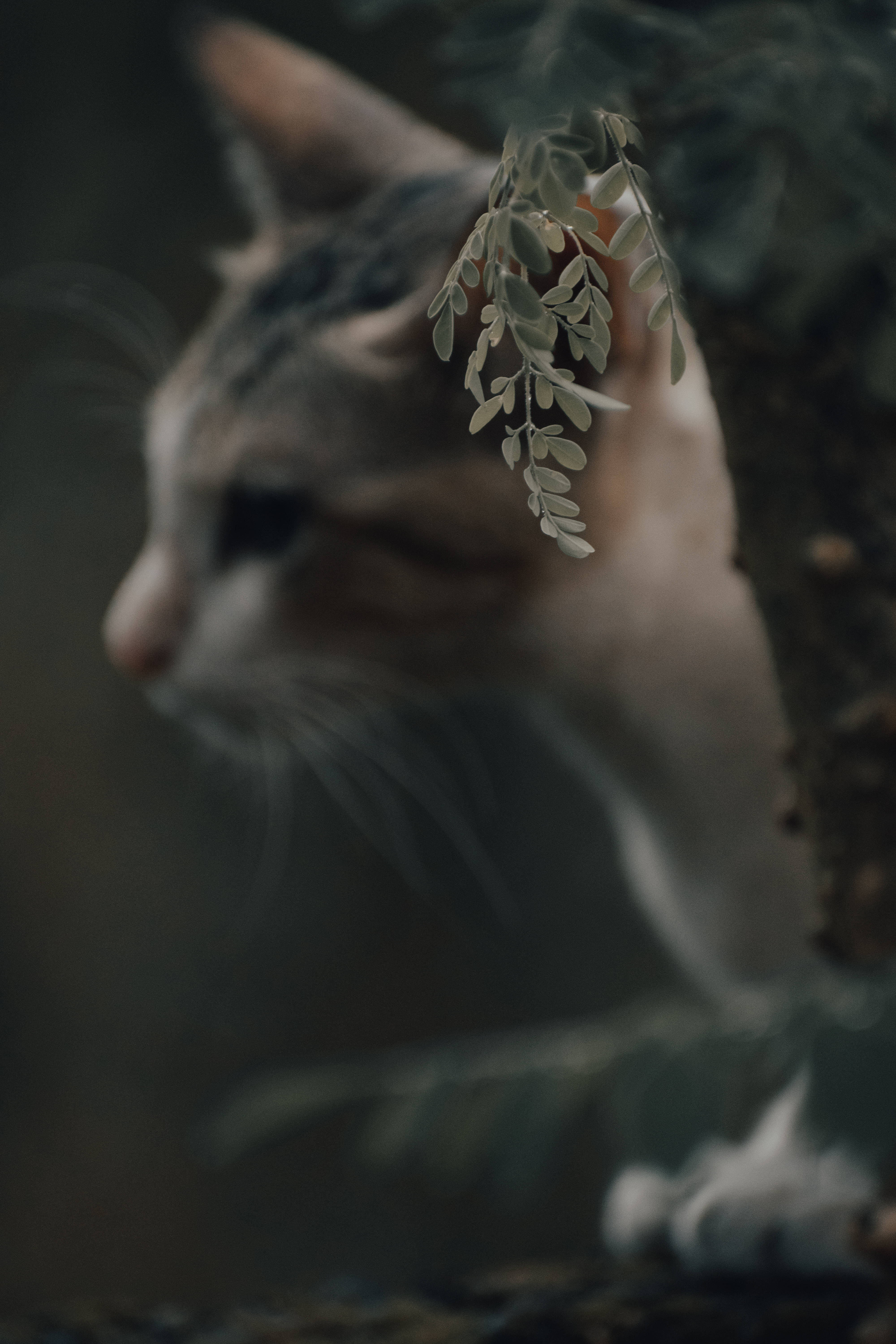Естетична котка до дърво Тапет