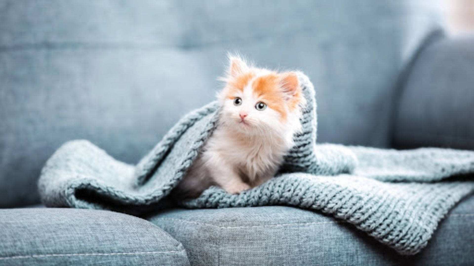 Естетична котка на диван Тапет