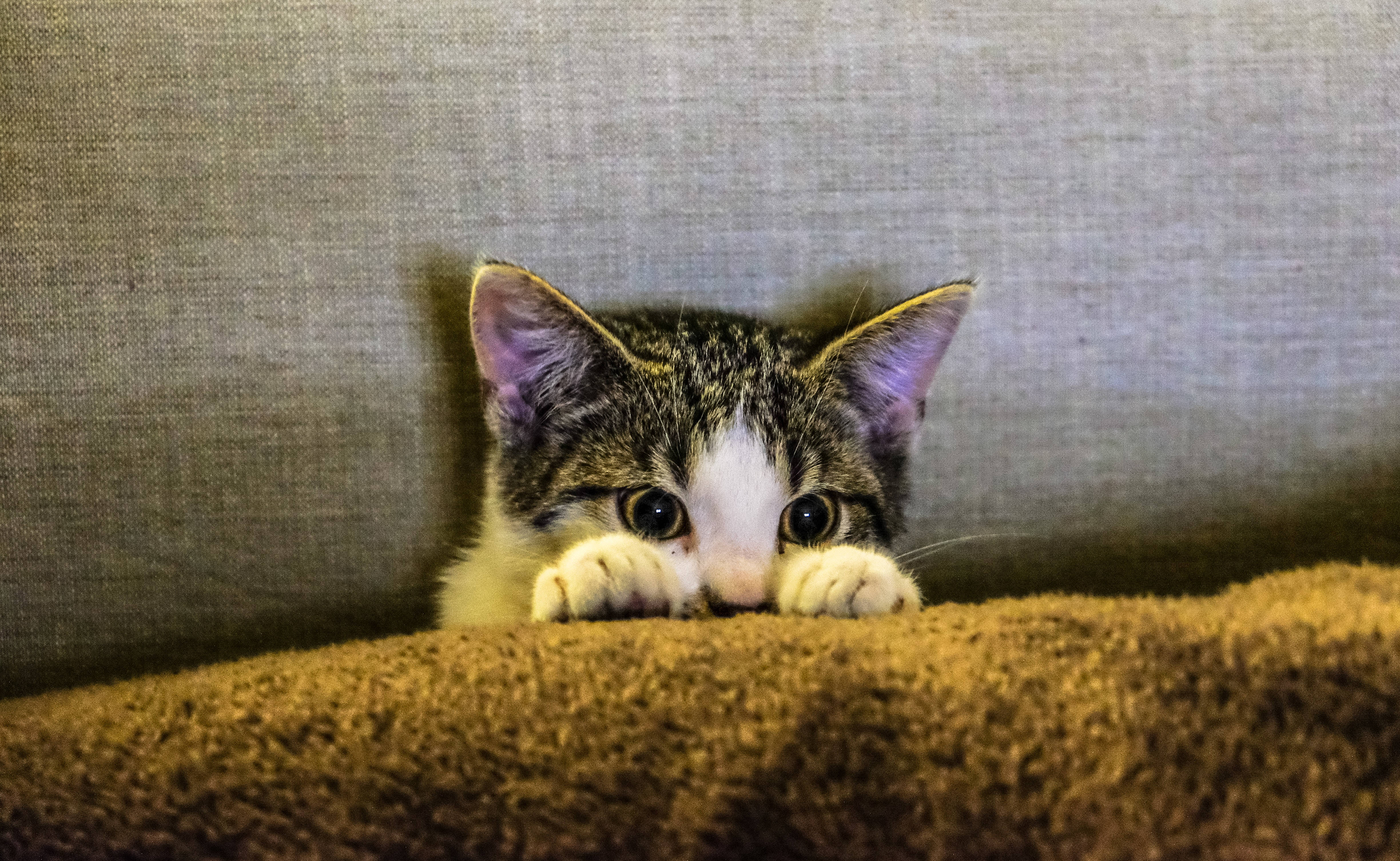 Естетична котка на диван Тапет