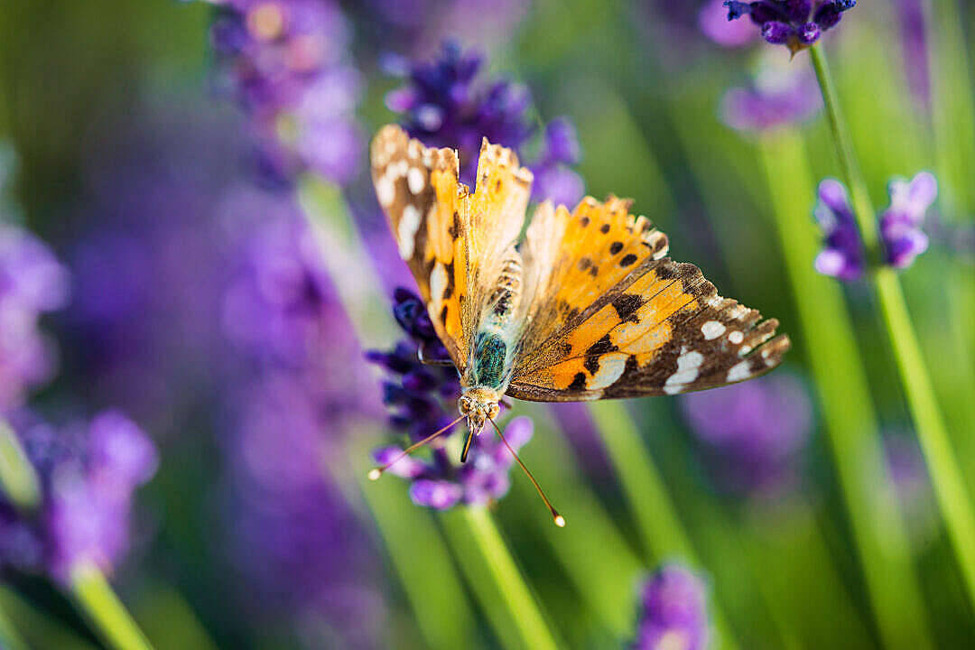 Естетична пеперуда Painted Lady Тапет