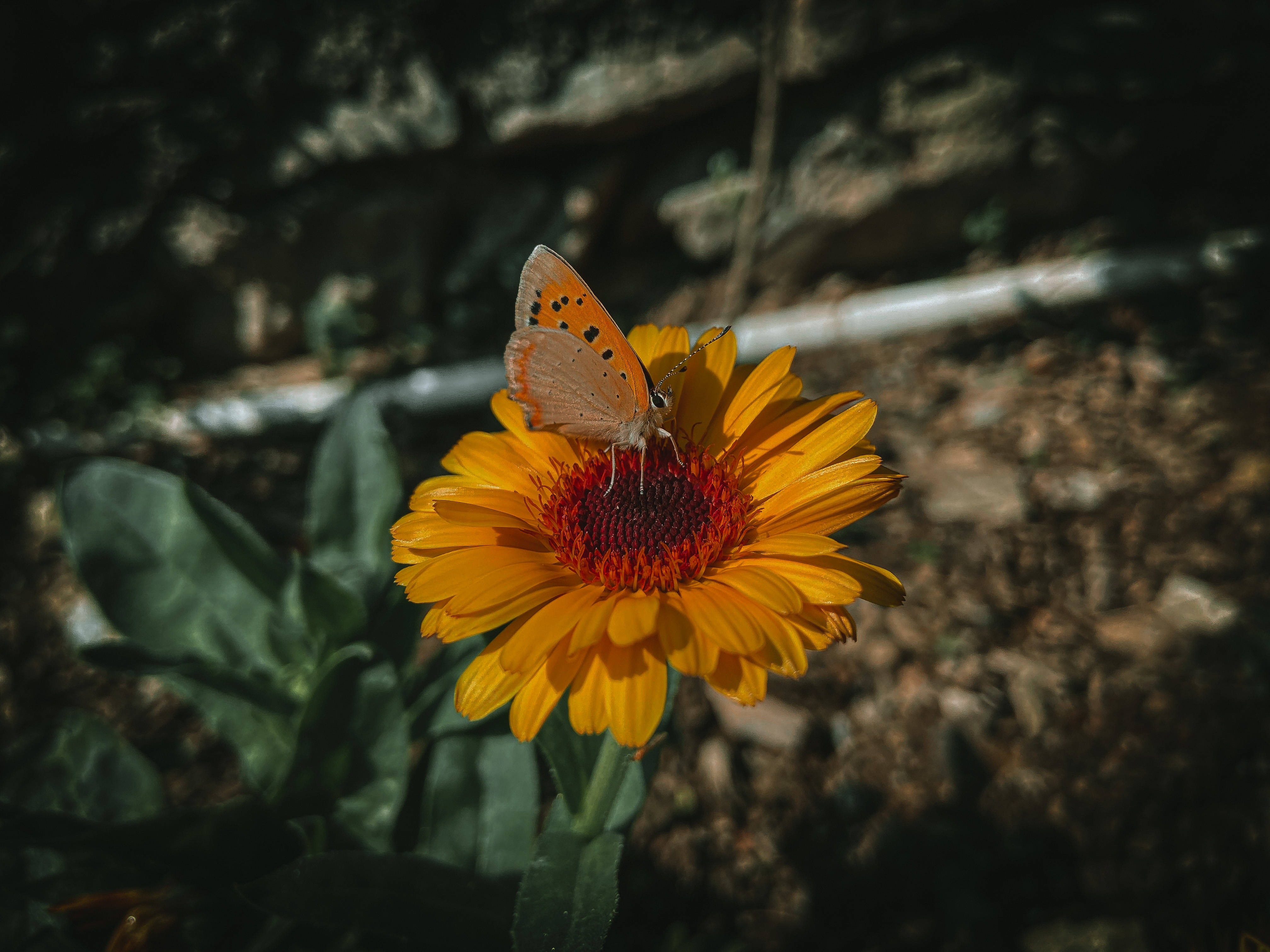 Естетична фотография на пеперуда Тапет