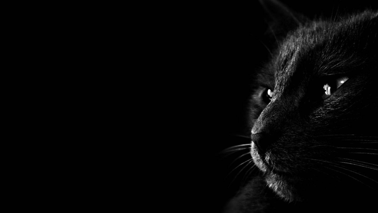 Естетична черна котка Тапет