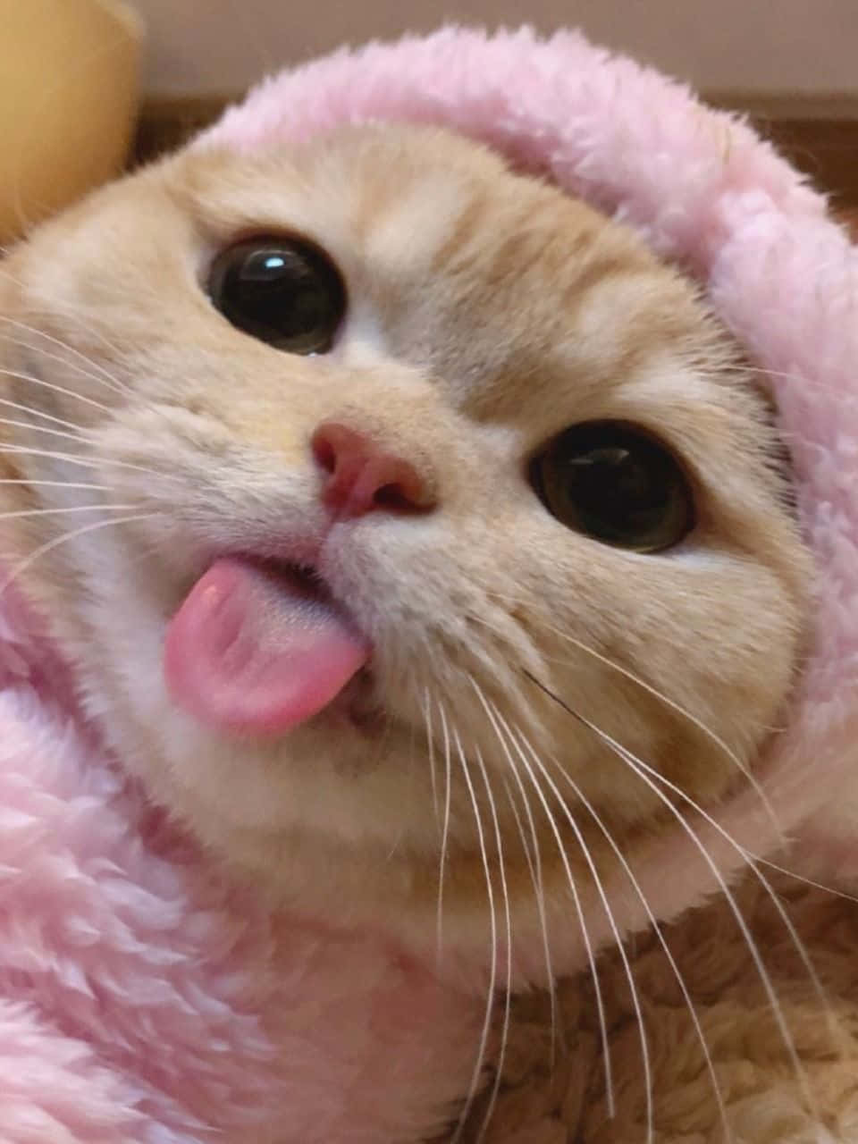 Естетични тапети с котка Тапет