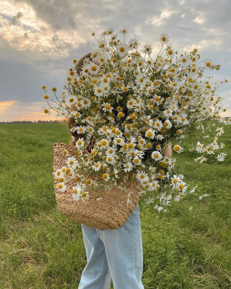 жена, носеща кошница, пълна с маргаритки Тапет