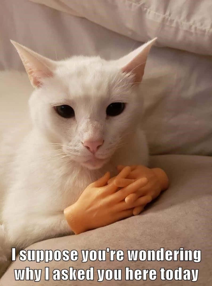 "Животът е твърде кратък, за да не се наслаждаваш да бъдеш котка!" Тапет