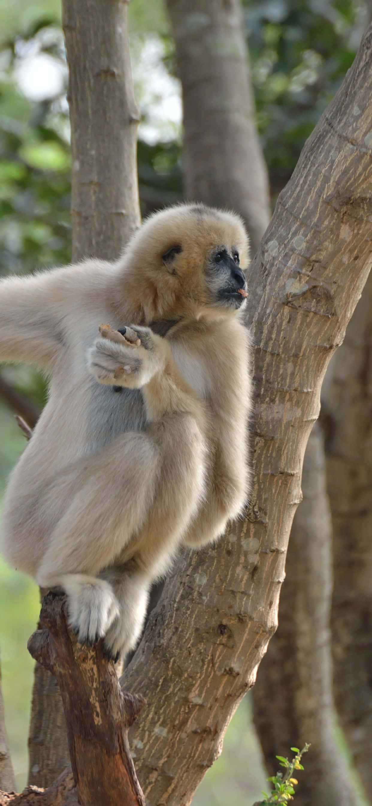 Захватыващ изглед на iPhone Xs Max и Gibbon Тапет