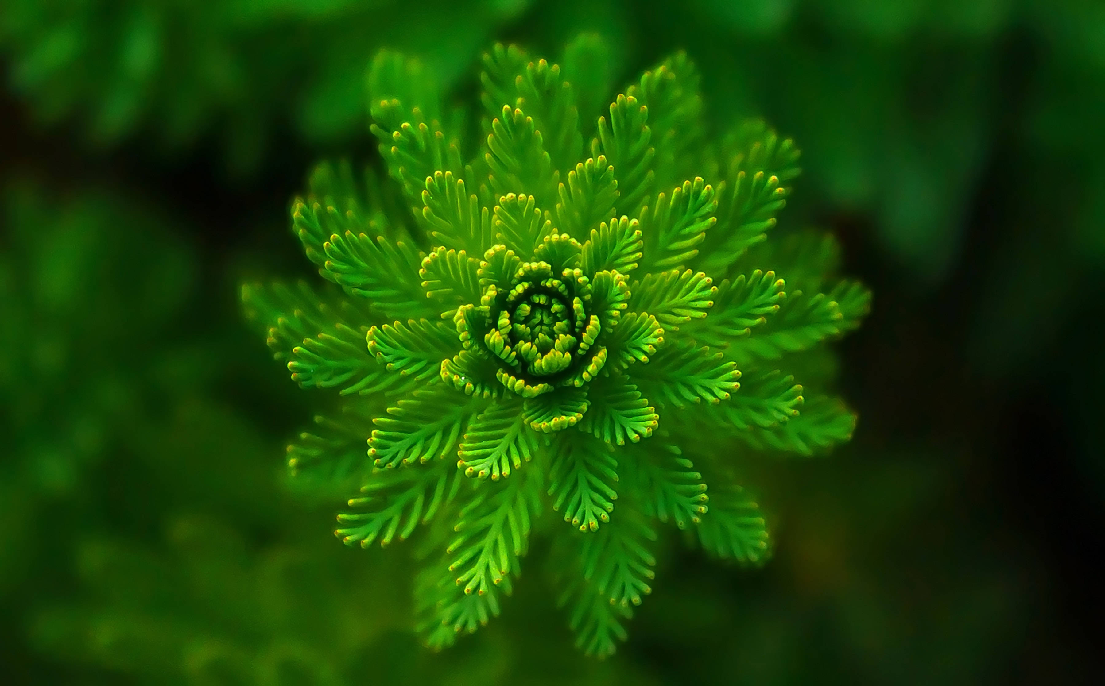 Зелено цъфтящо растение Тапет