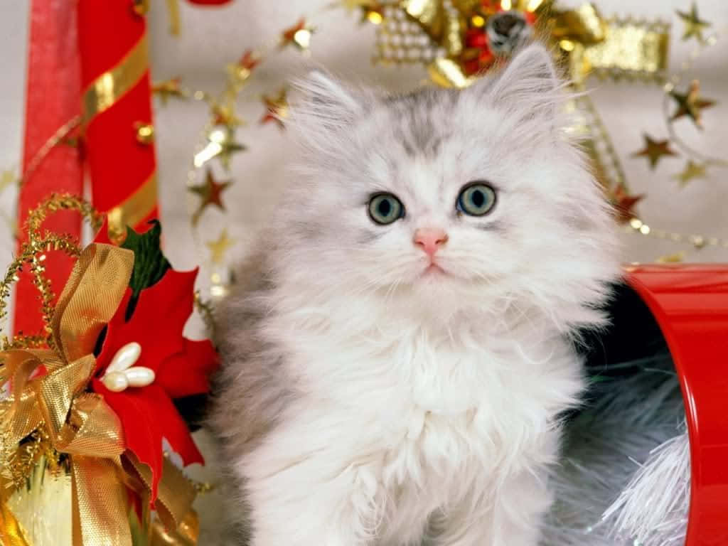 Коледна котка се държи прилично снимка Тапет