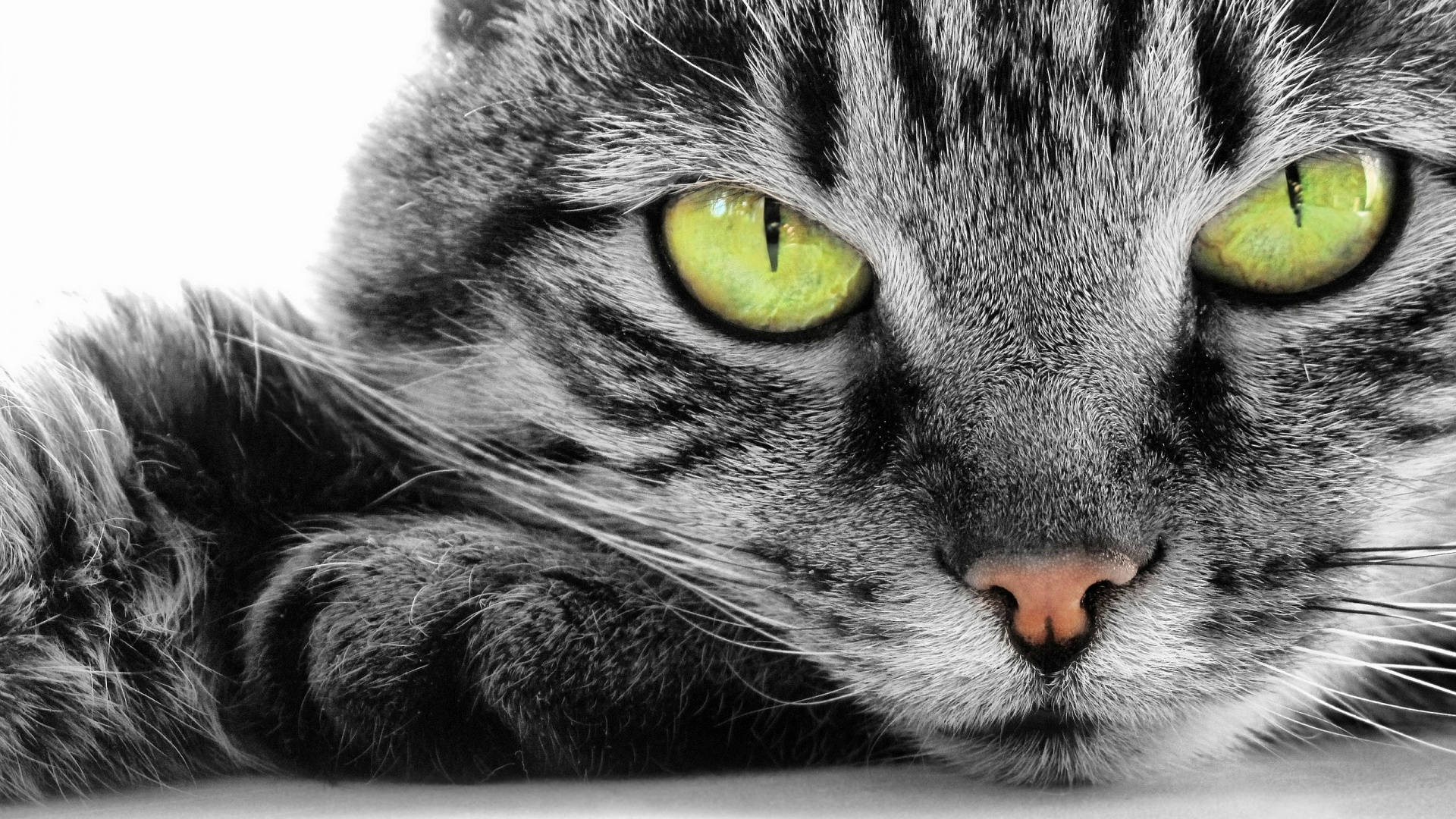 Компютър с жълтооки котка Тапет