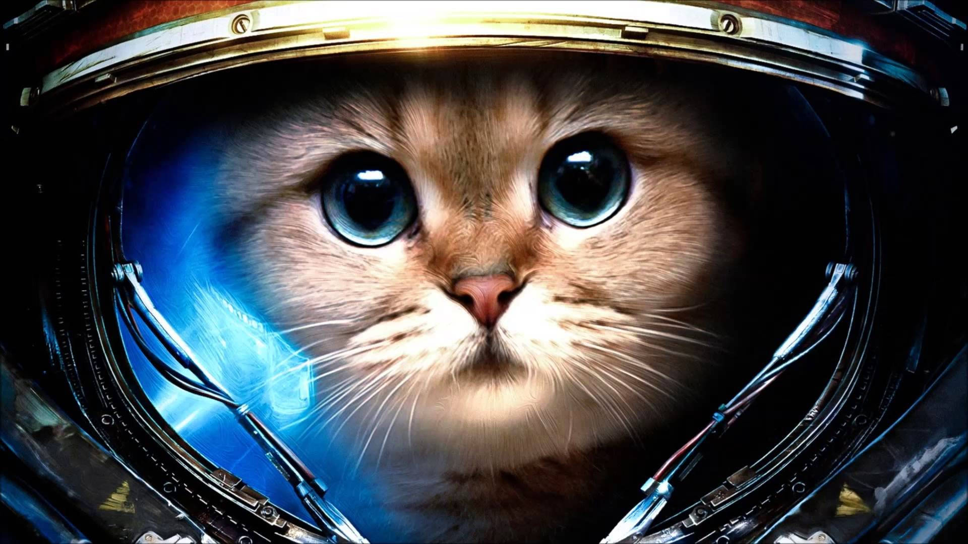 Космонавт котка компютър Тапет