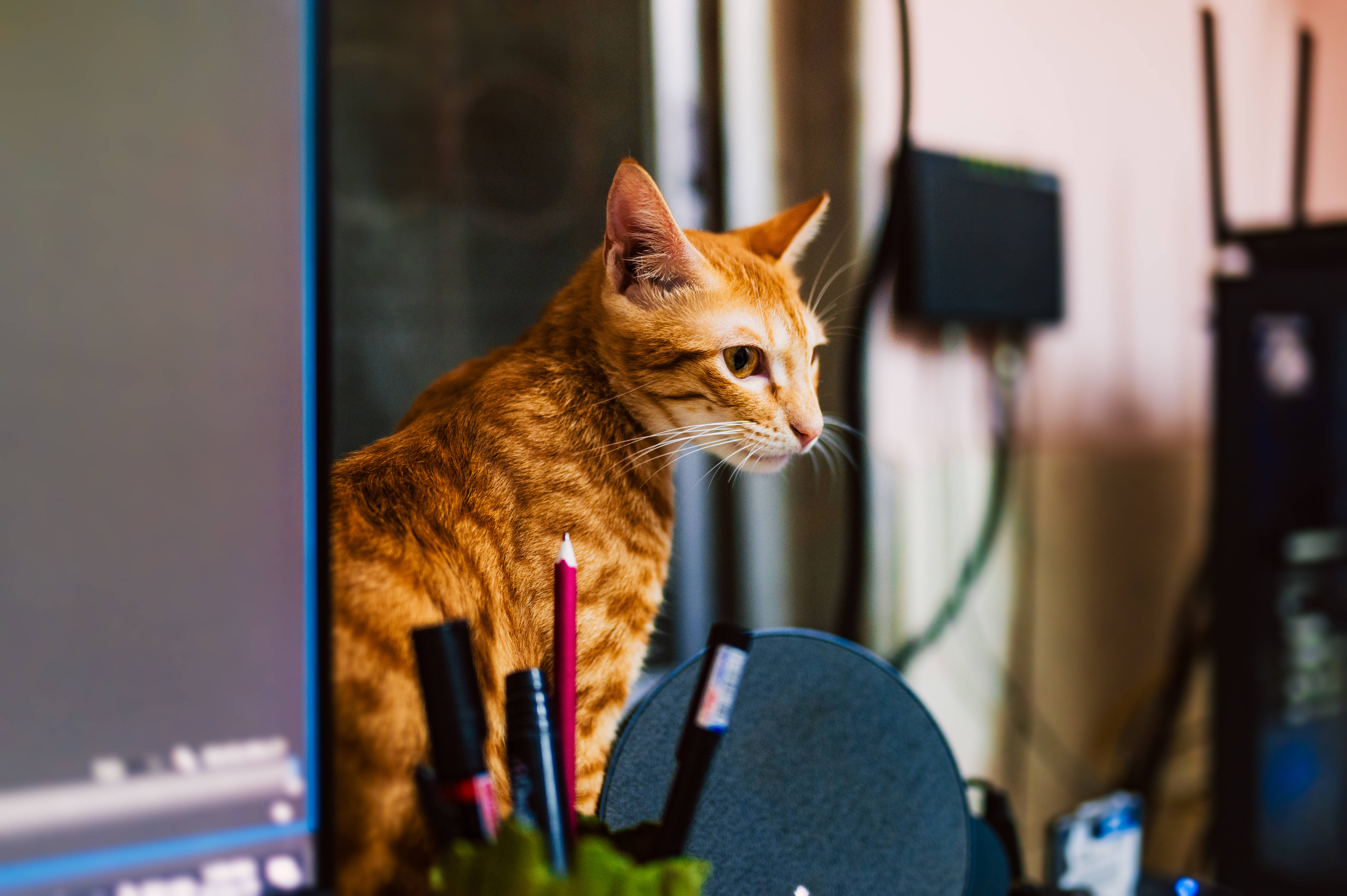 Коте с компютър рижо таби Тапет