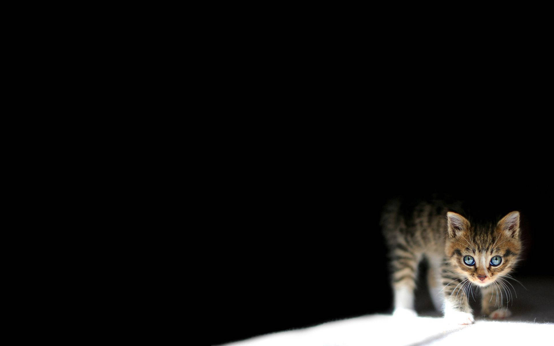Котенце в тъмното тапет