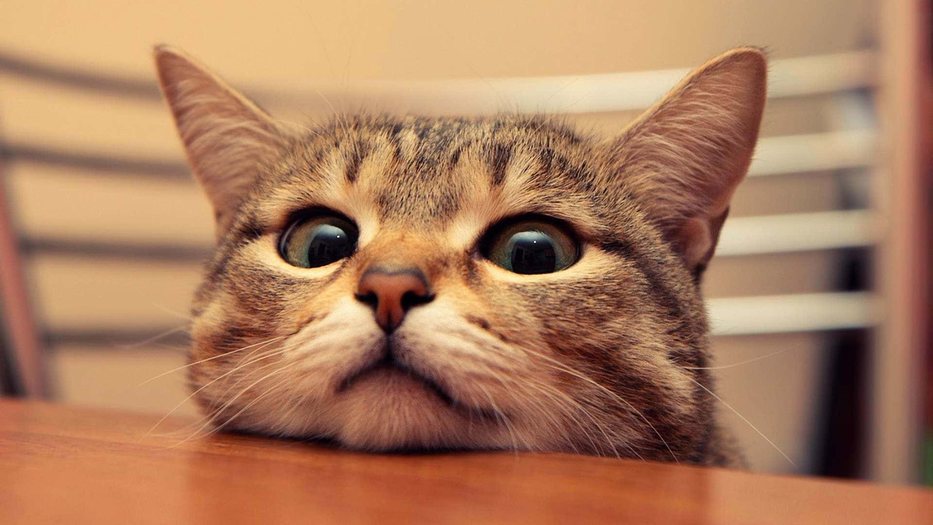 Котешки фон Тапет