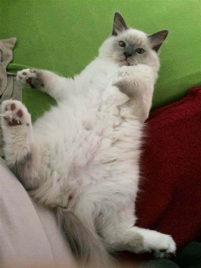 Котка в забавен и сладък момент Тапет