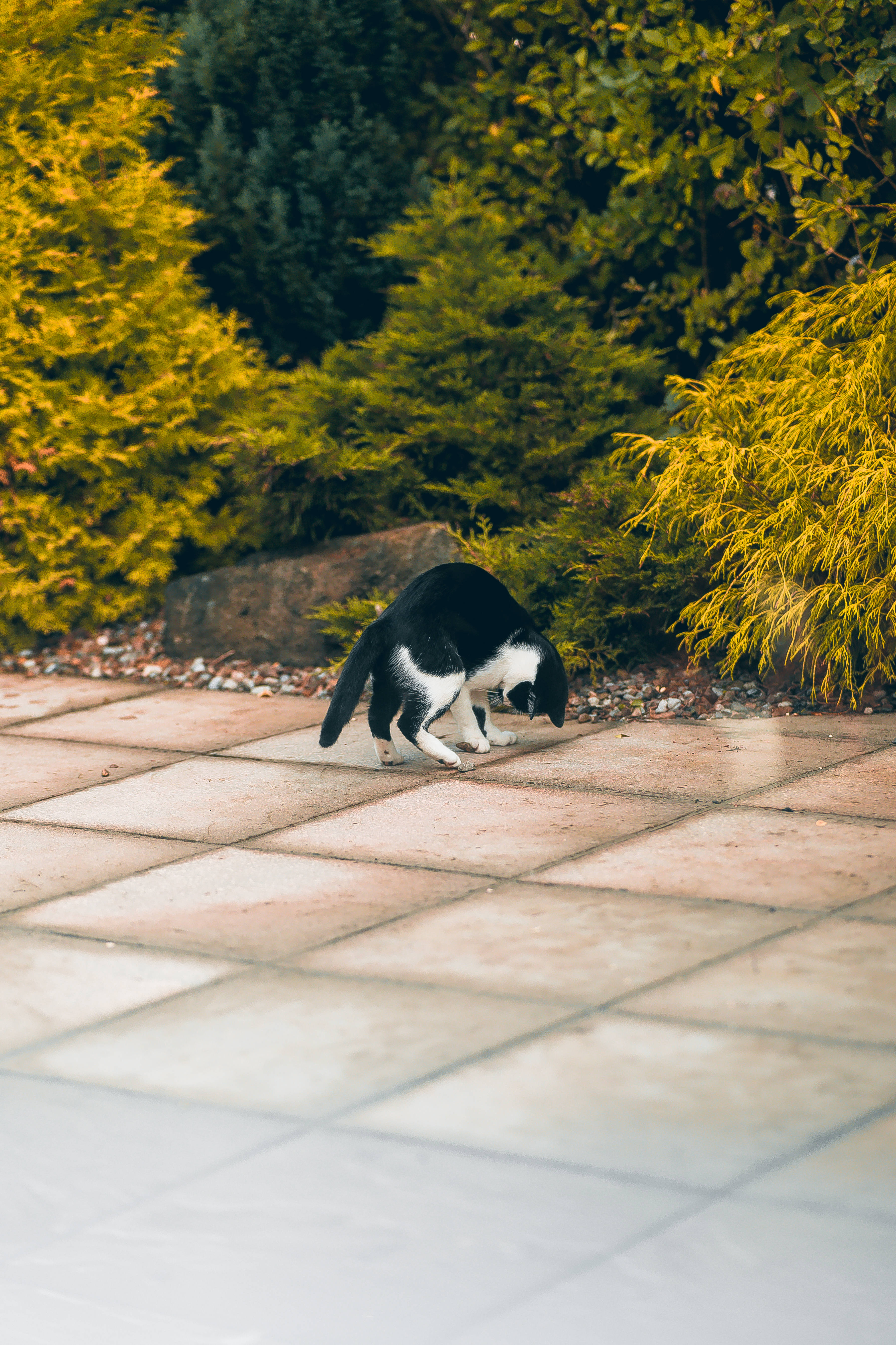 Котка в черно и бяло, която играе Тапет