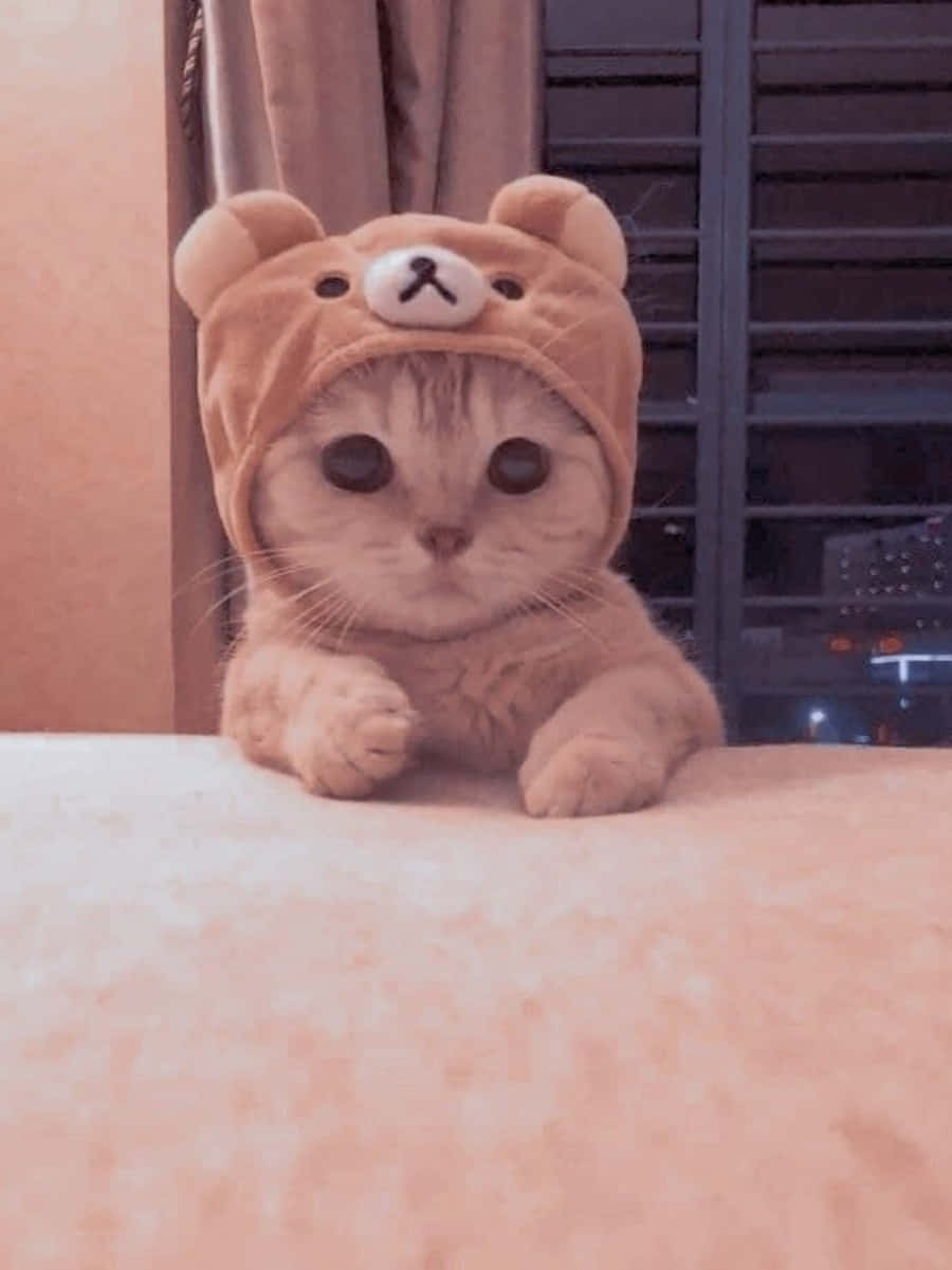 Котка гледа света с широко отворени очи и загадъчно изражение. Тапет