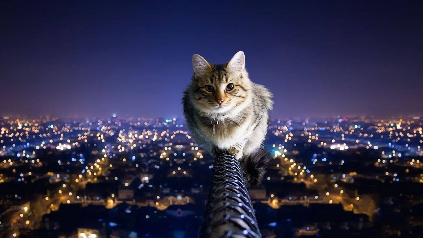 Котка, гледаща на градски пейзаж Тапет