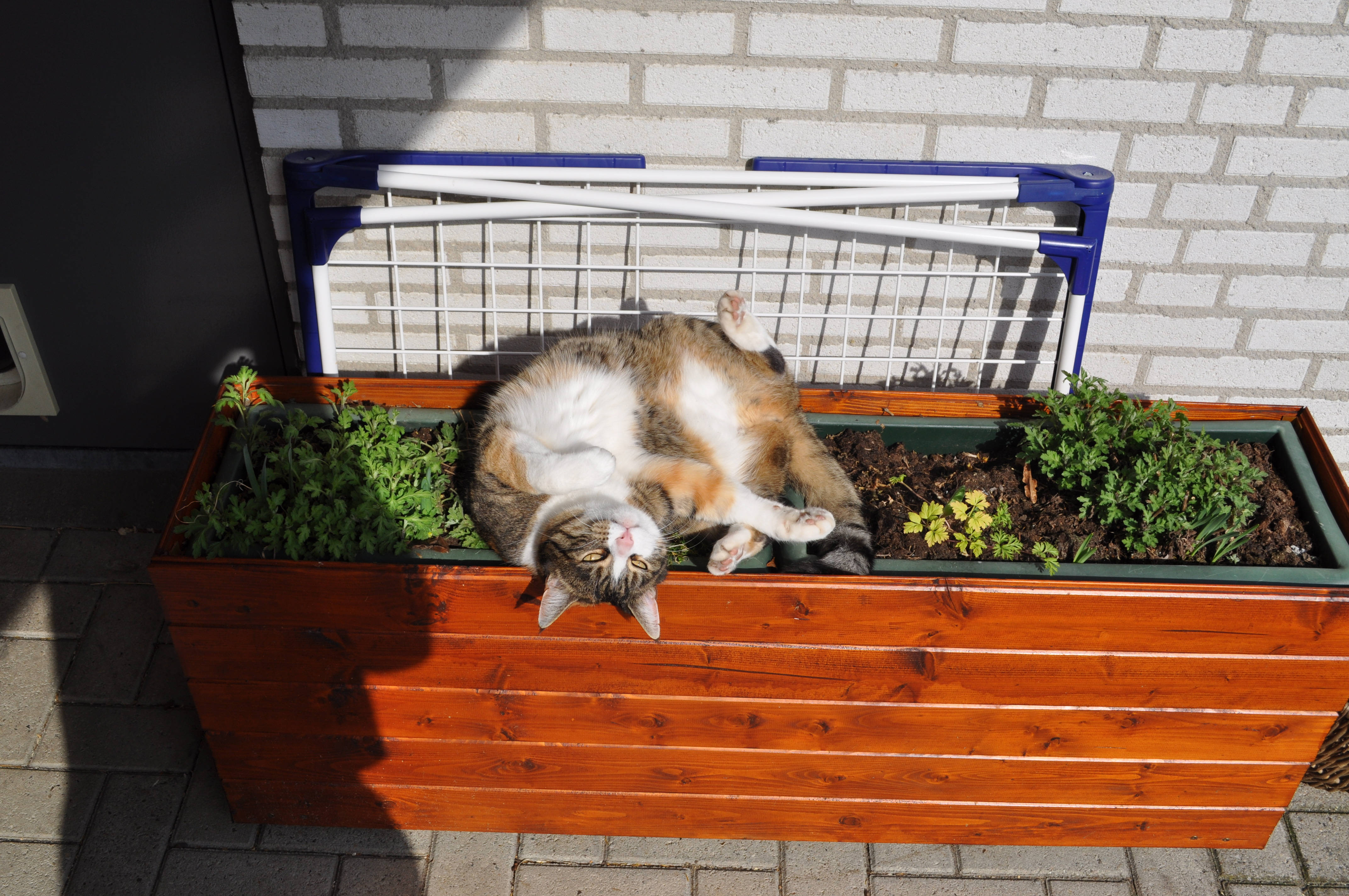 Котка кавай върху цветна кутия Тапет