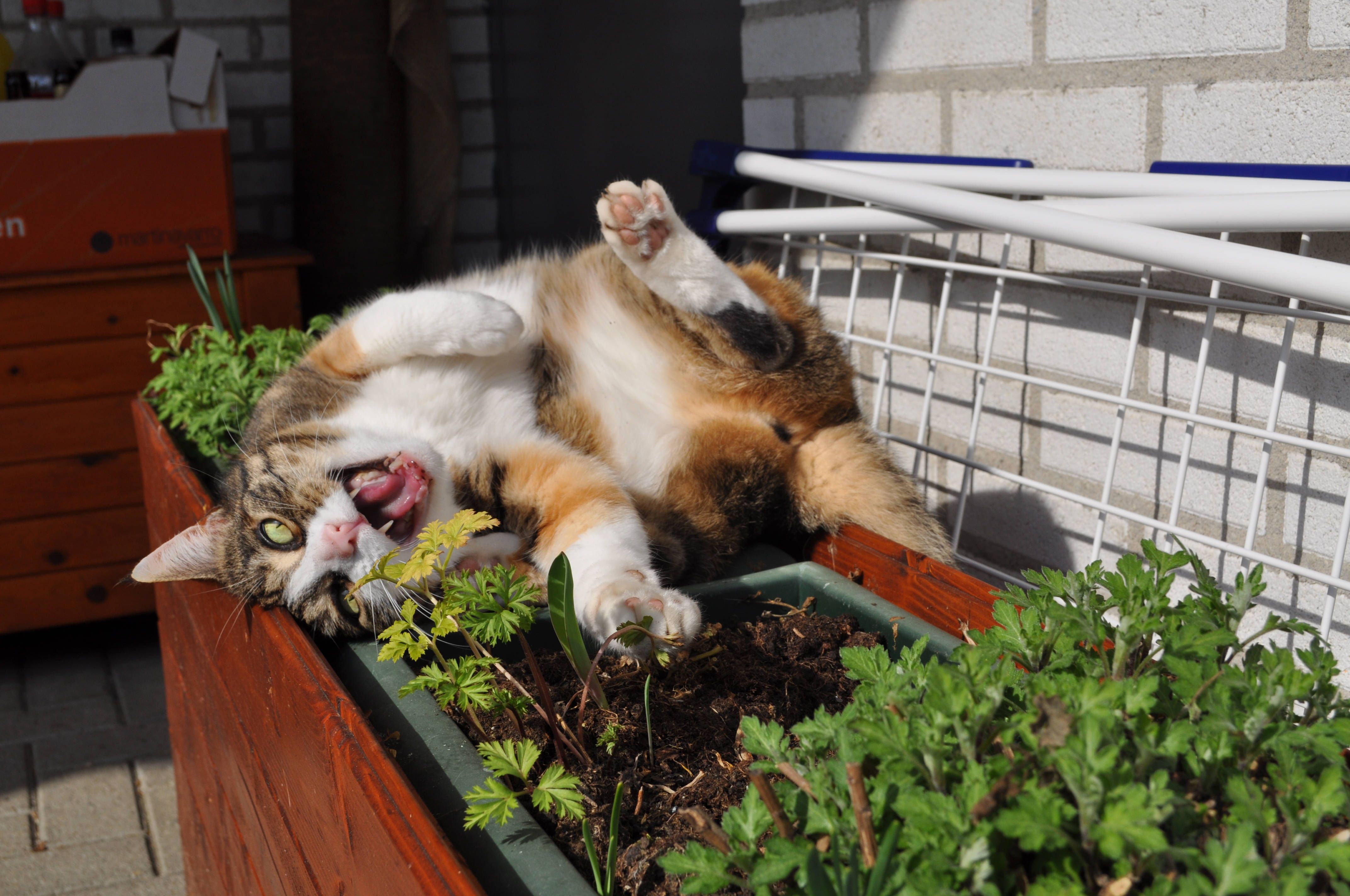 Котка кавай се прозява на цветна кутия Тапет