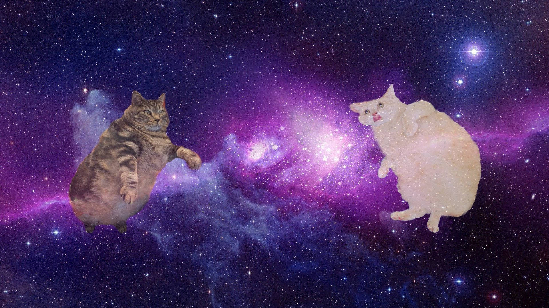 Котка Компютър в Космоса Тапет