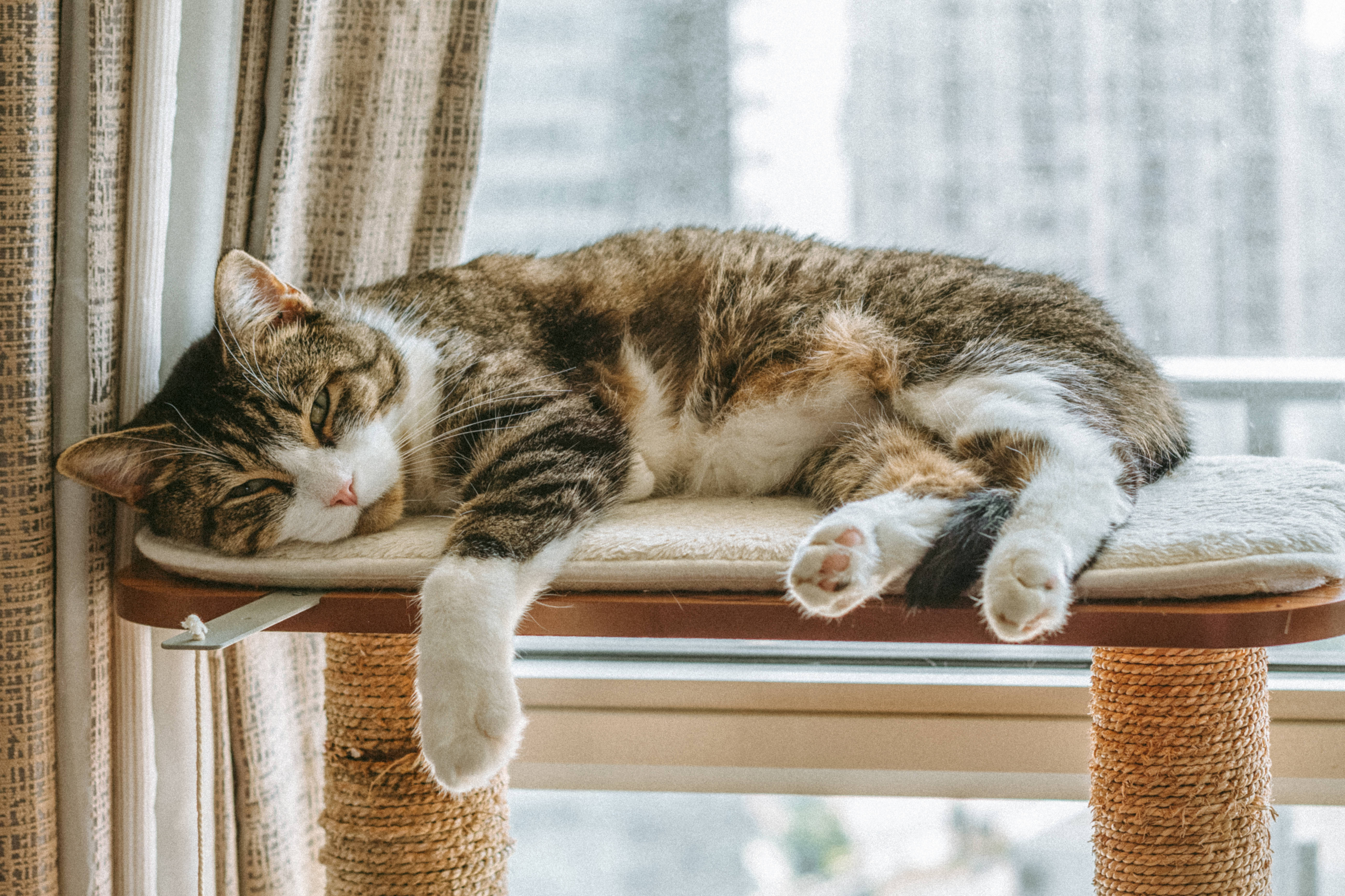 Котка компютър спи Тапет